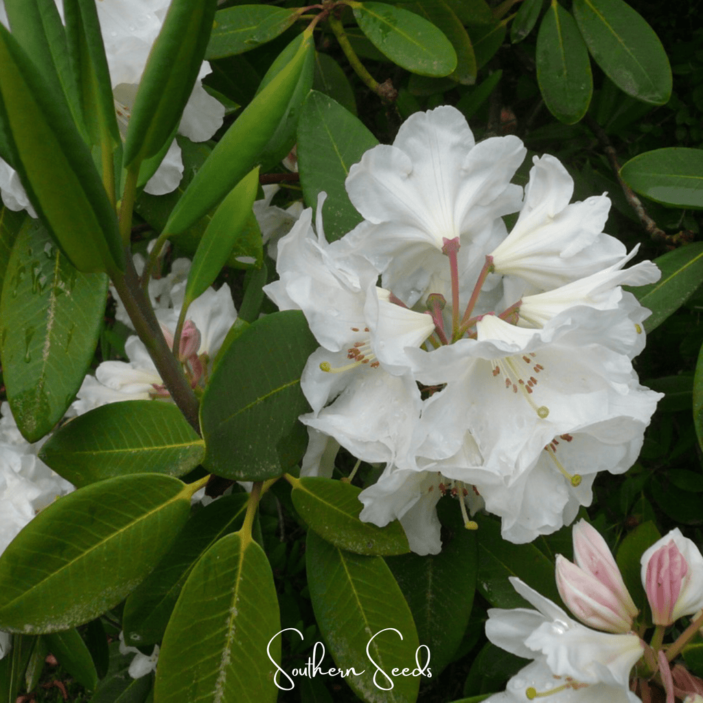 Fortune Rhododendron – 100 Seeds | Seeds | Wiccan Center