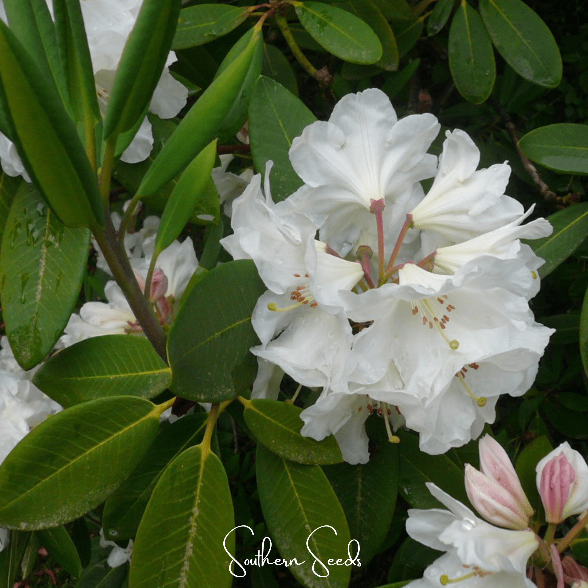 Fortune Rhododendron – 100 Seeds | Seeds | Wiccan Center