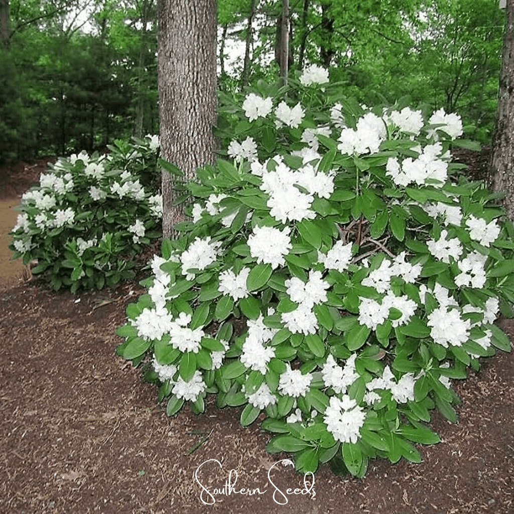 Fortune Rhododendron – 100 Seeds | Seeds | Wiccan Center
