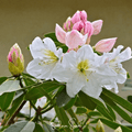 Fortune Rhododendron – 100 Seeds | Seeds | Wiccan Center
