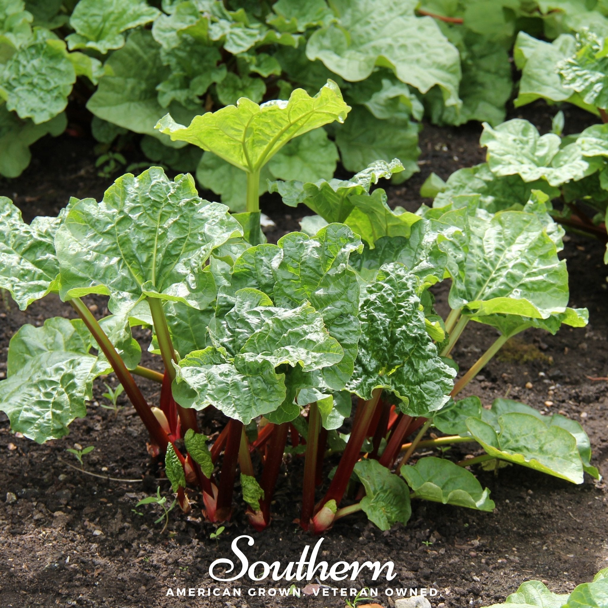 Glaskins Perpetual Rhubarb – 30 Seeds | | Wiccan Center