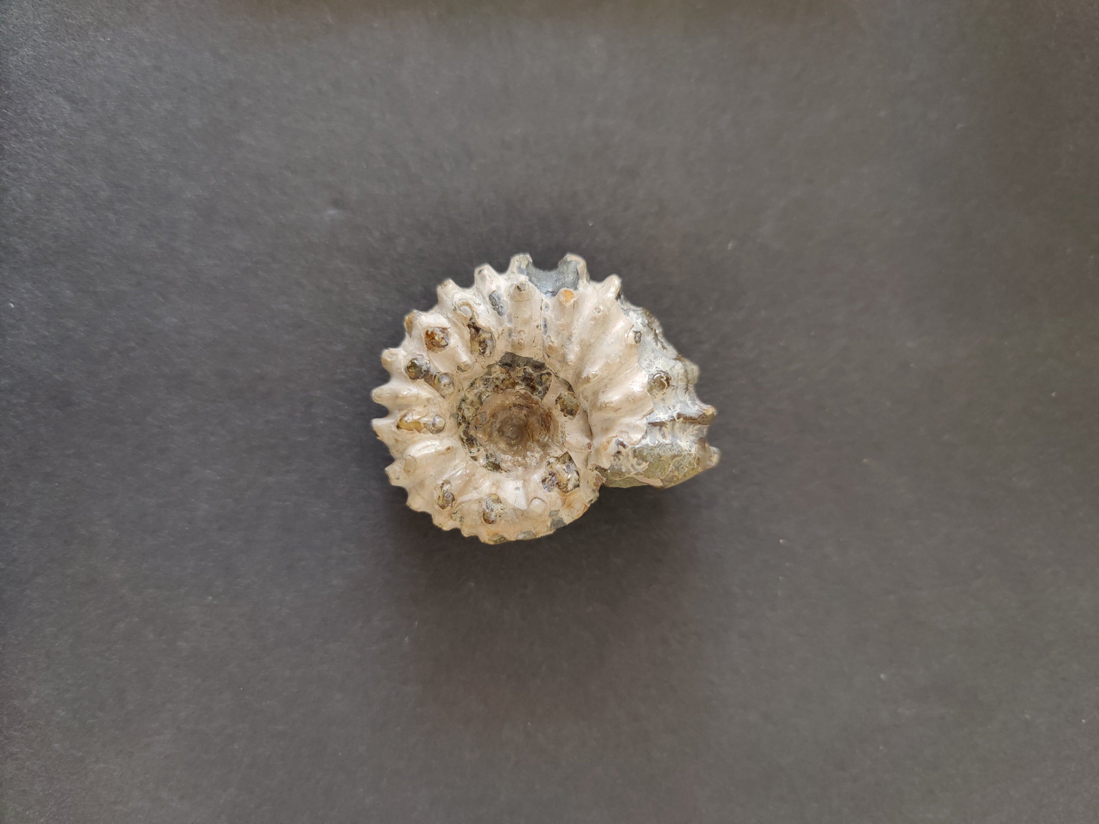 Polished Ammonite Fossil, Early Cretaceous, Madagascar | Fossils | Wiccan Center