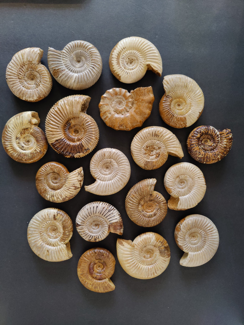 Polished Ammonite Fossil, Late Jurassic, Madagascar | Fossils | Wiccan Center
