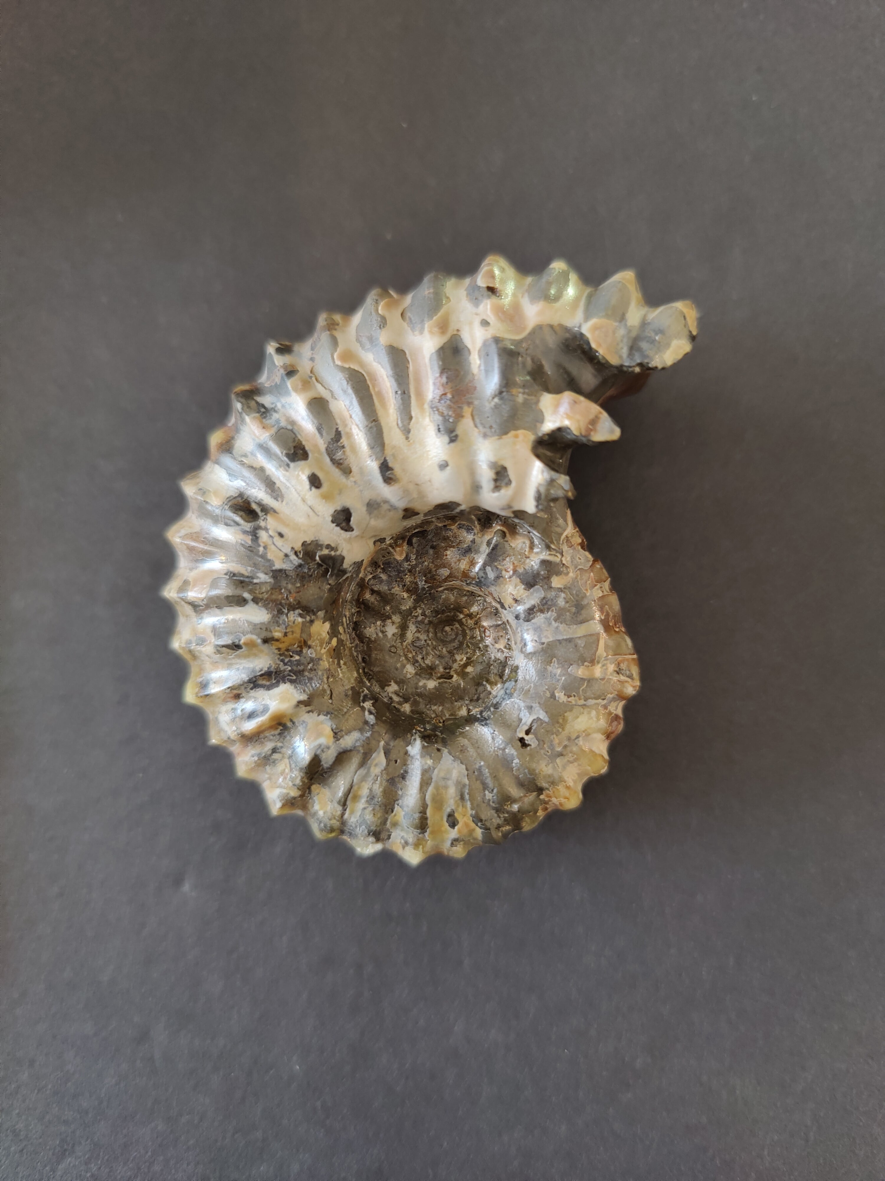 Polished Ammonite Fossil, Early Cretaceous, Madagascar | Fossils | Wiccan Center