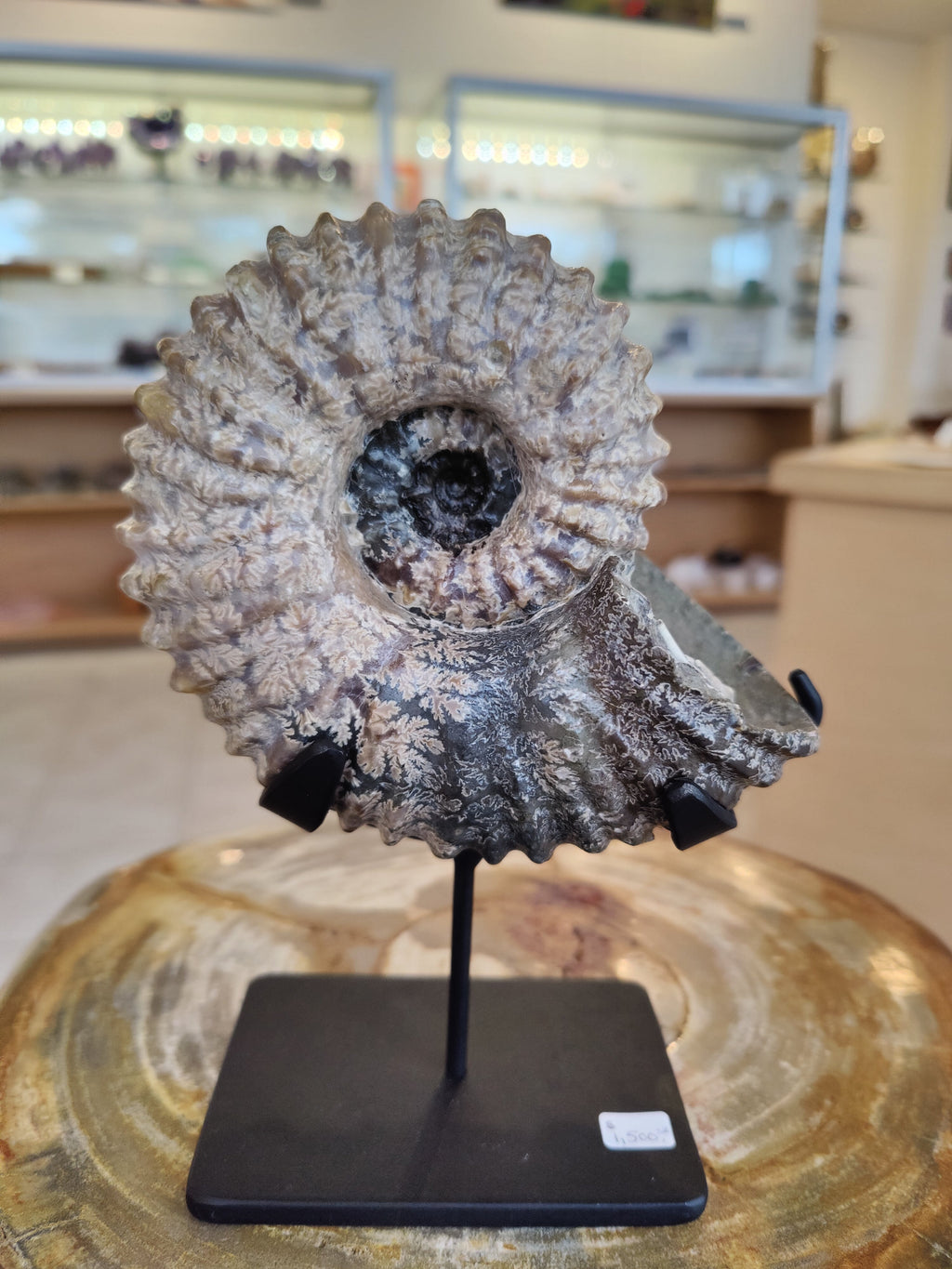 Ammonite Fossils with Display Stand, Early Cretaceous, Madagascar | Fossils | Wiccan Center