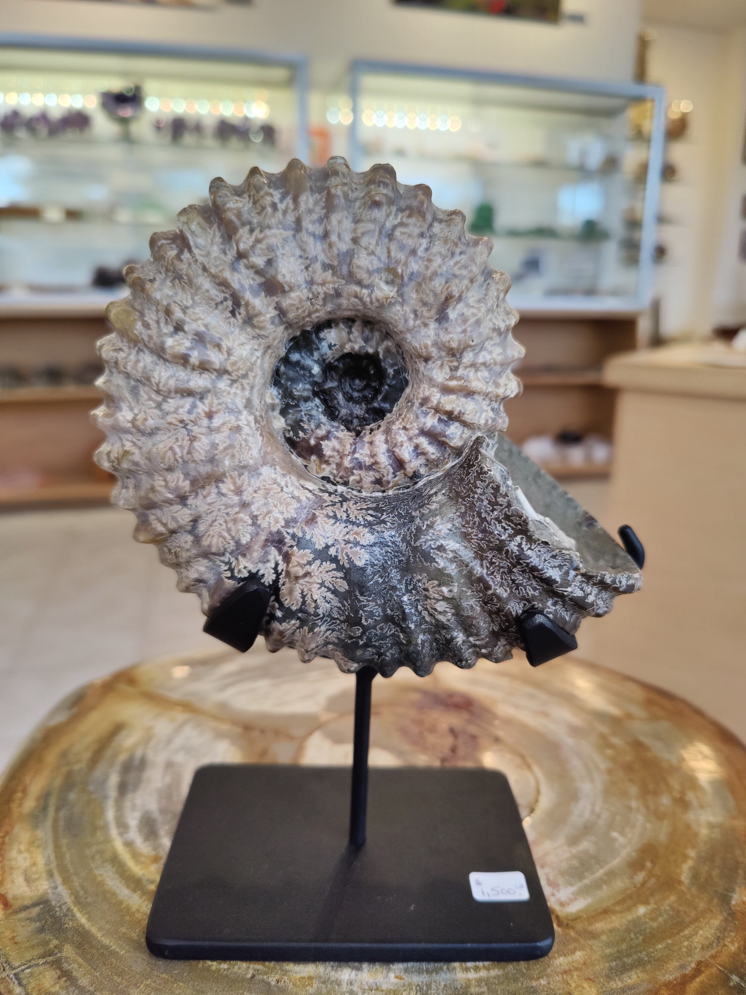 Ammonite Fossils with Display Stand, Early Cretaceous, Madagascar | Fossils | Wiccan Center