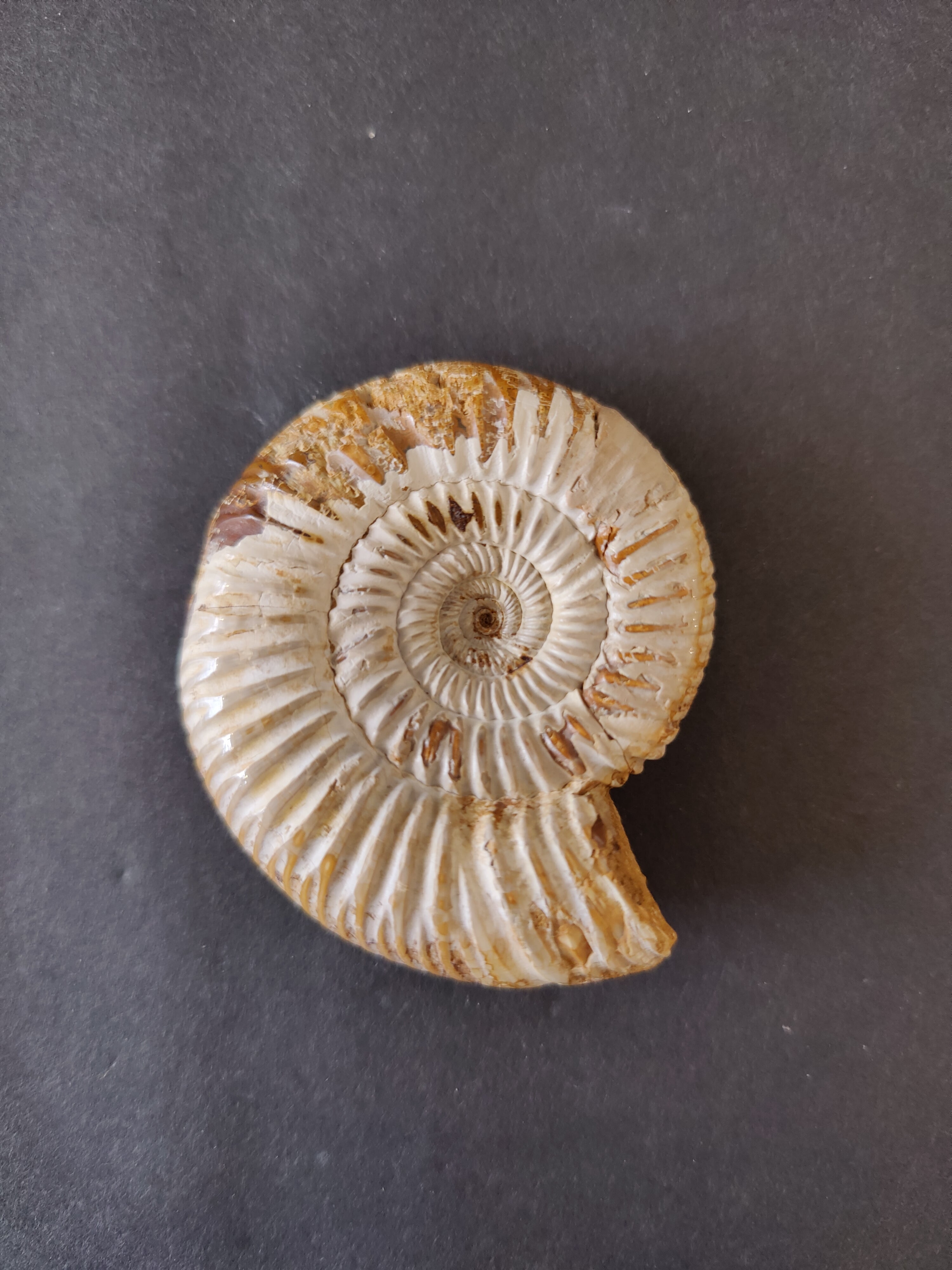 Polished Ammonite Fossil, Late Jurassic, Madagascar | Fossils | Wiccan Center