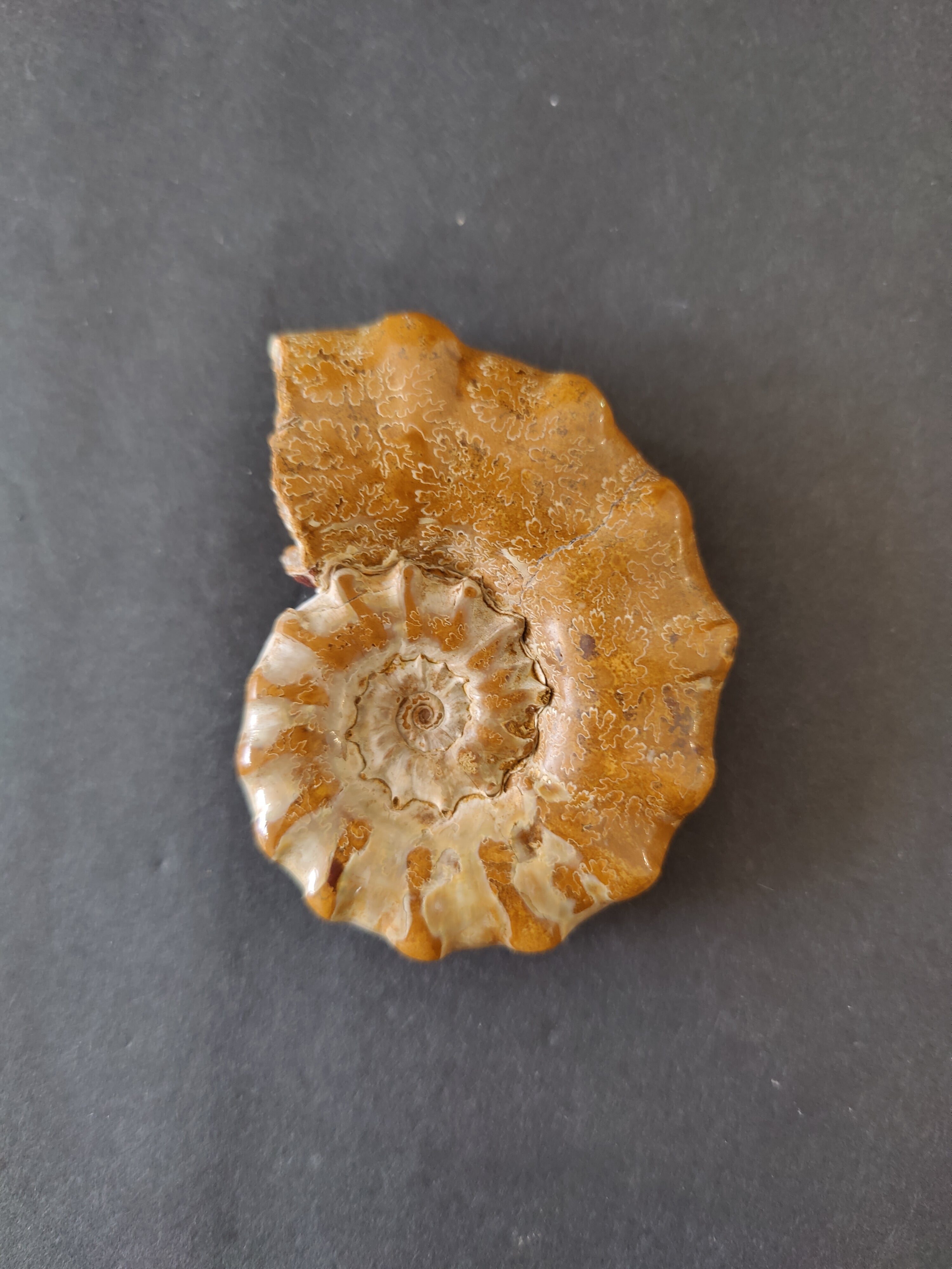 Polished Ammonite Fossil, Late Jurassic, Madagascar | Fossils | Wiccan Center