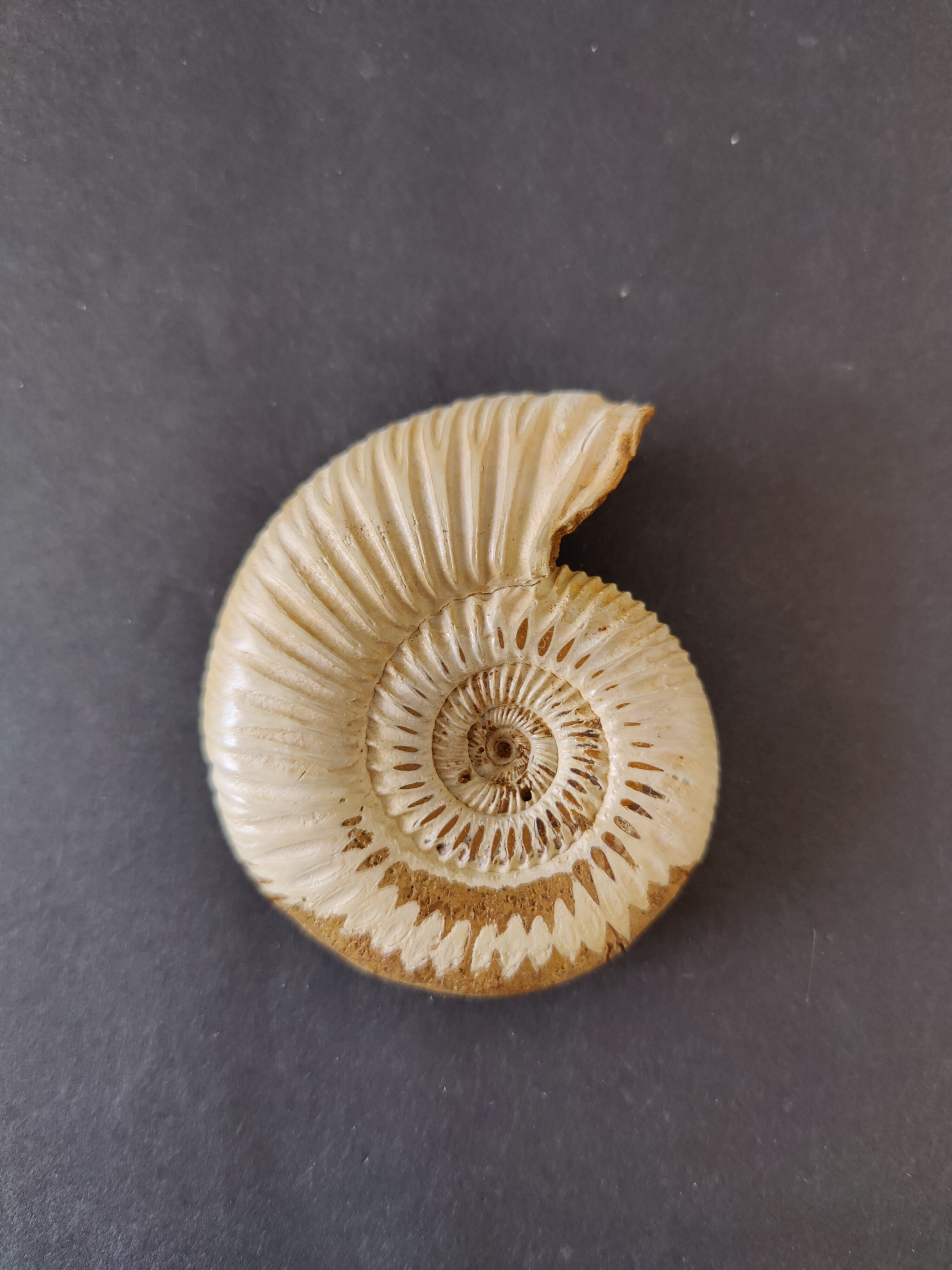 Polished Ammonite Fossil, Late Jurassic, Madagascar | Fossils | Wiccan Center