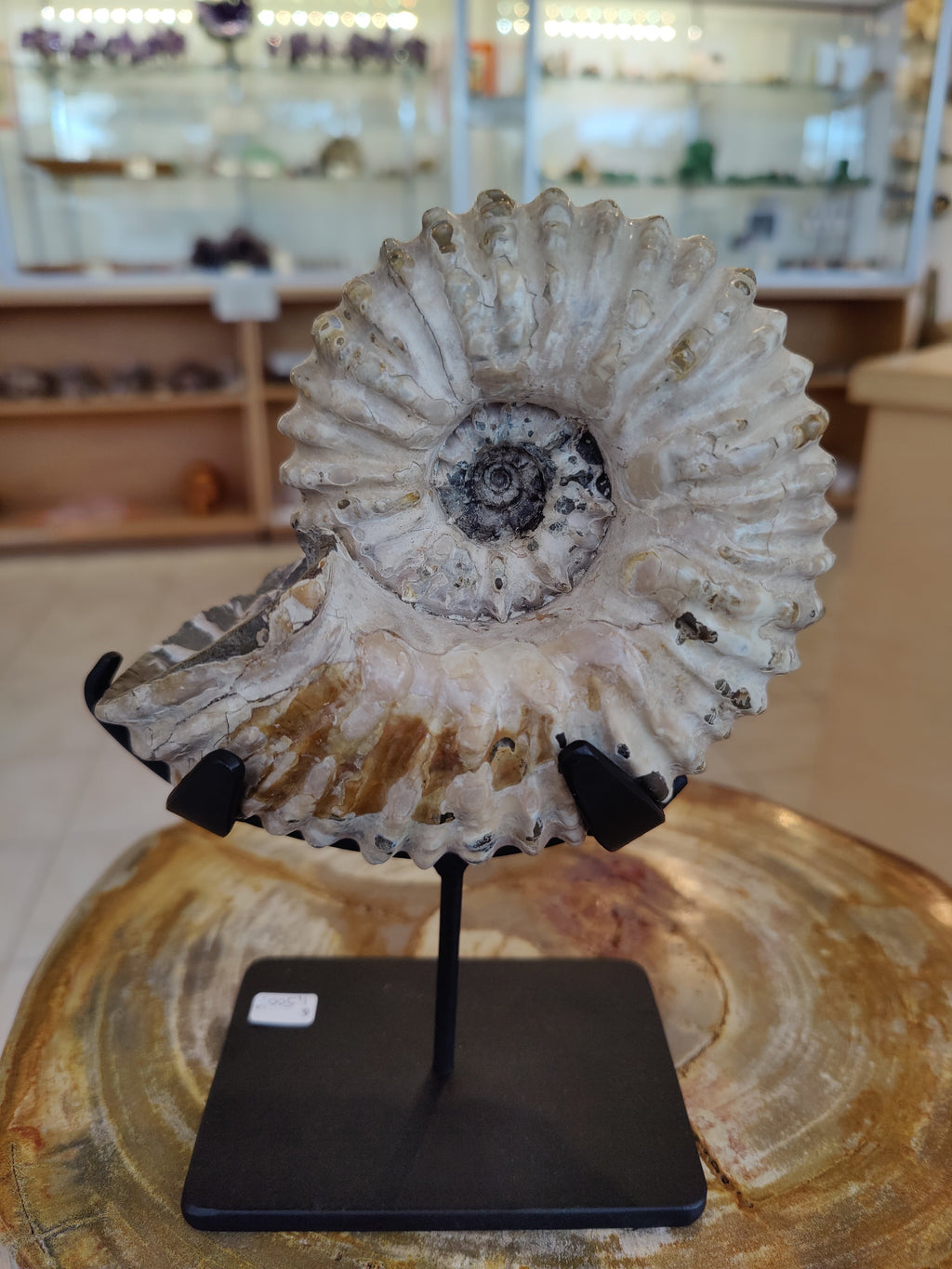 Ammonite Fossils with Display Stand, Early Cretaceous, Madagascar | Fossils | Wiccan Center