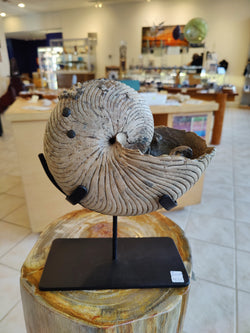 Nautiloid Fossil with Display Stand, Early Cretaceous, Madagascar | Fossils | Wiccan Center