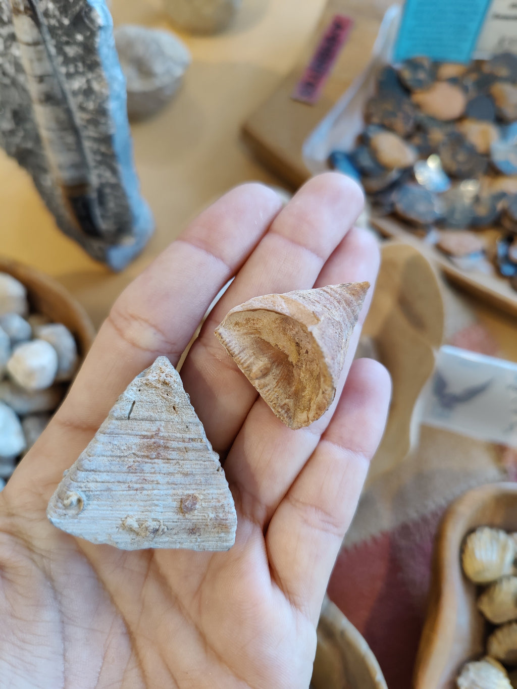 Fossilized Tooth Coral | Fossils | Wiccan Center