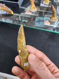 Spinosaurus Tooth w/Root (MD) | Fossils | Wiccan Center