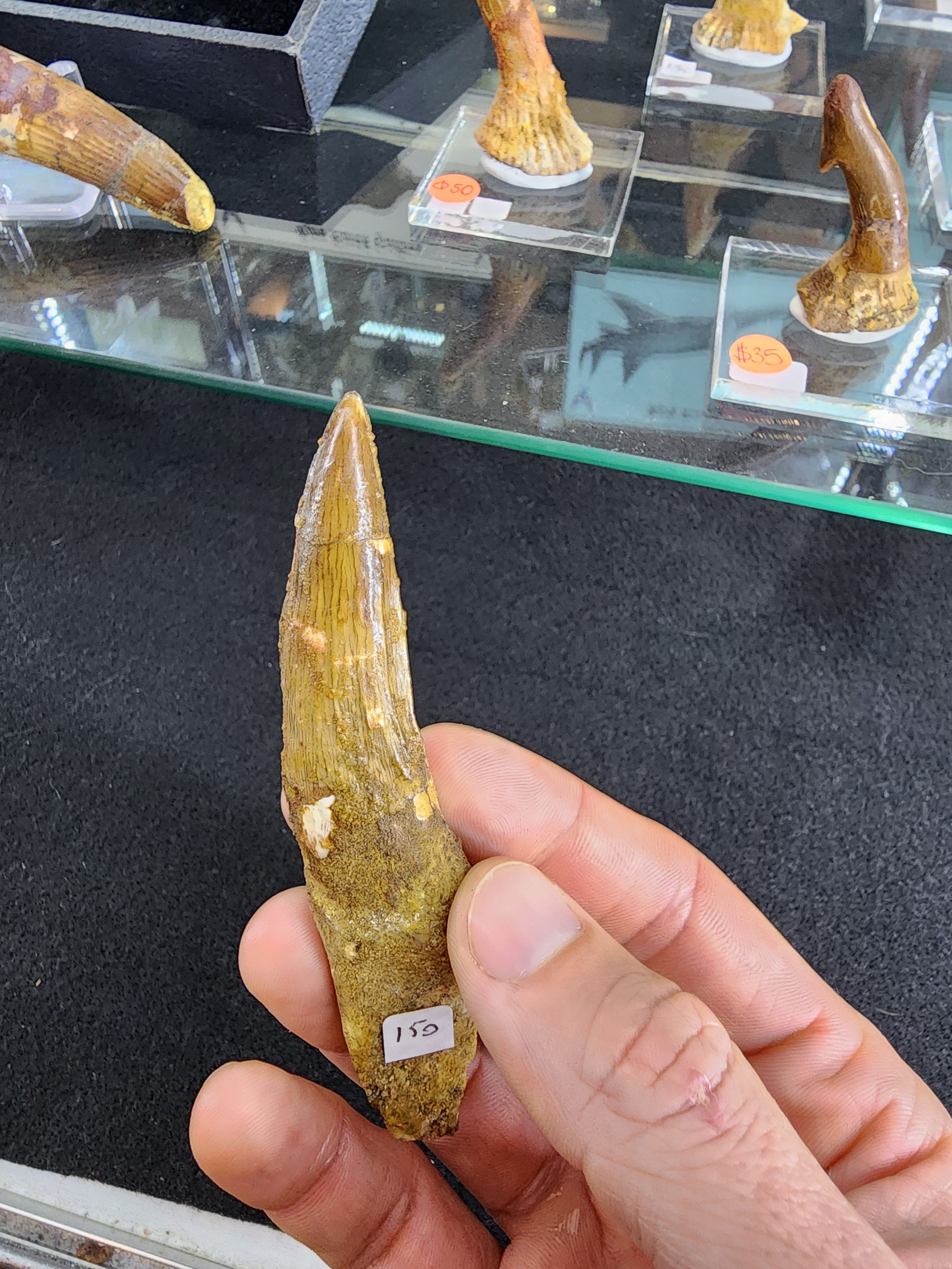 Spinosaurus Tooth w/Root (MD) | Fossils | Wiccan Center
