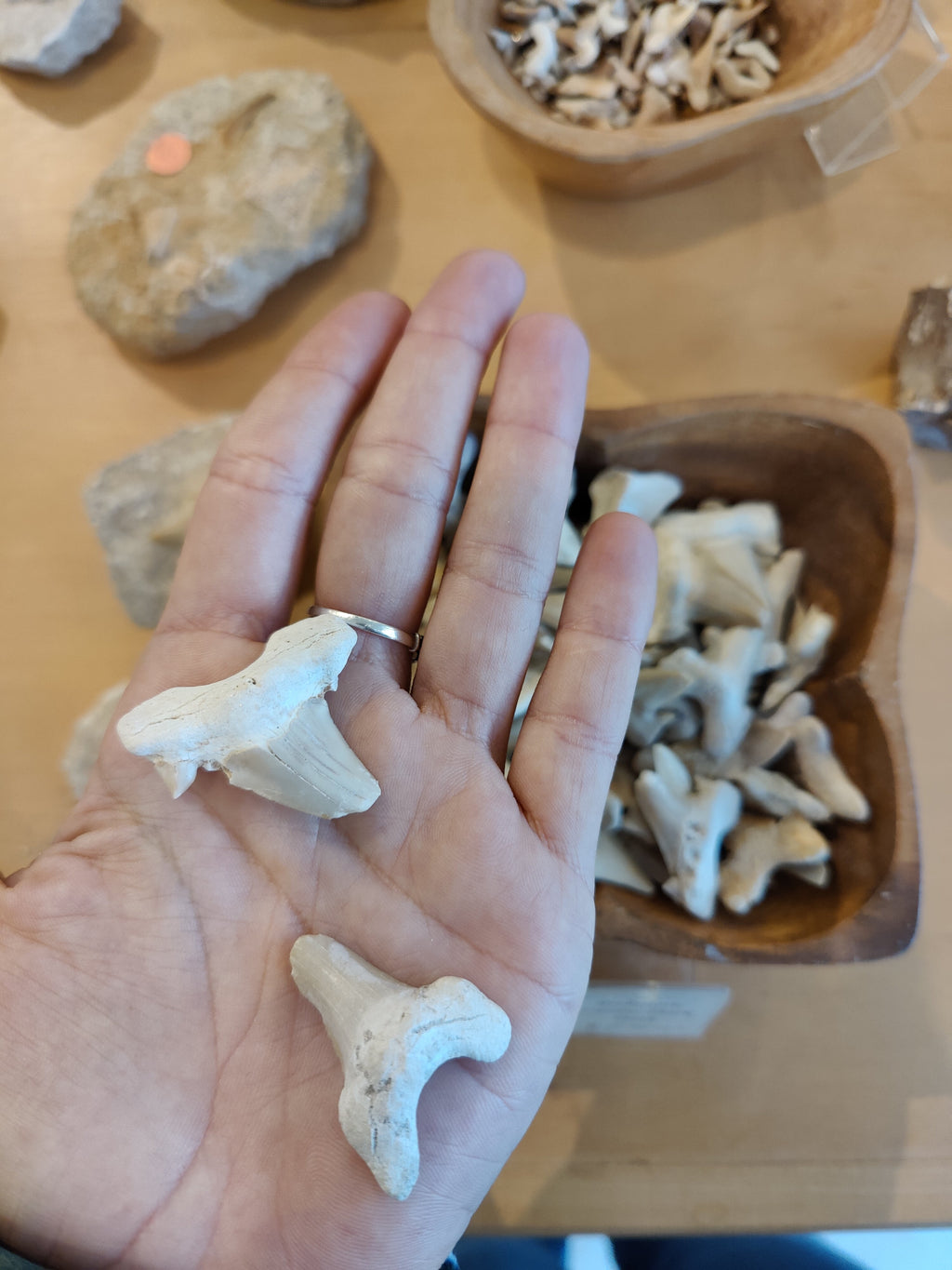Otodus Shark Tooth SM | Fossils | Wiccan Center
