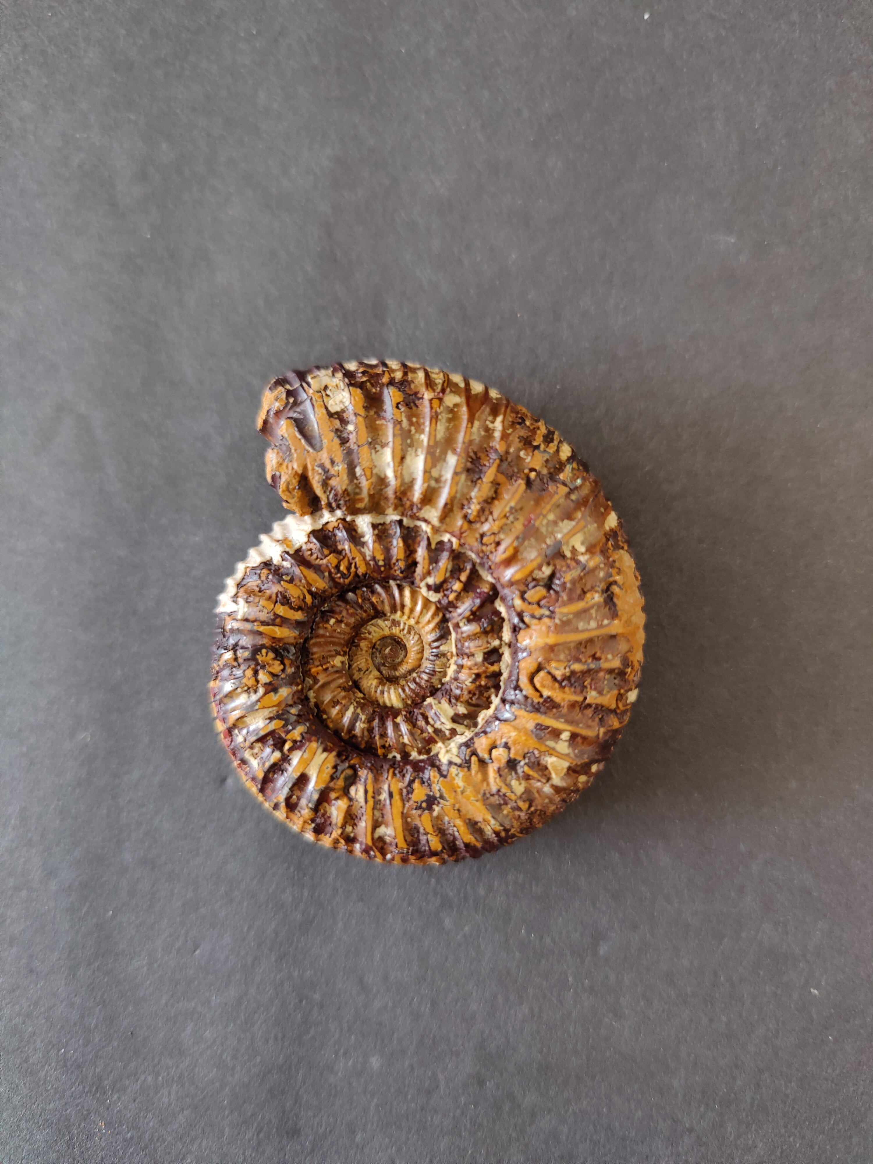 Polished Ammonite Fossil, Late Jurassic, Madagascar | Fossils | Wiccan Center