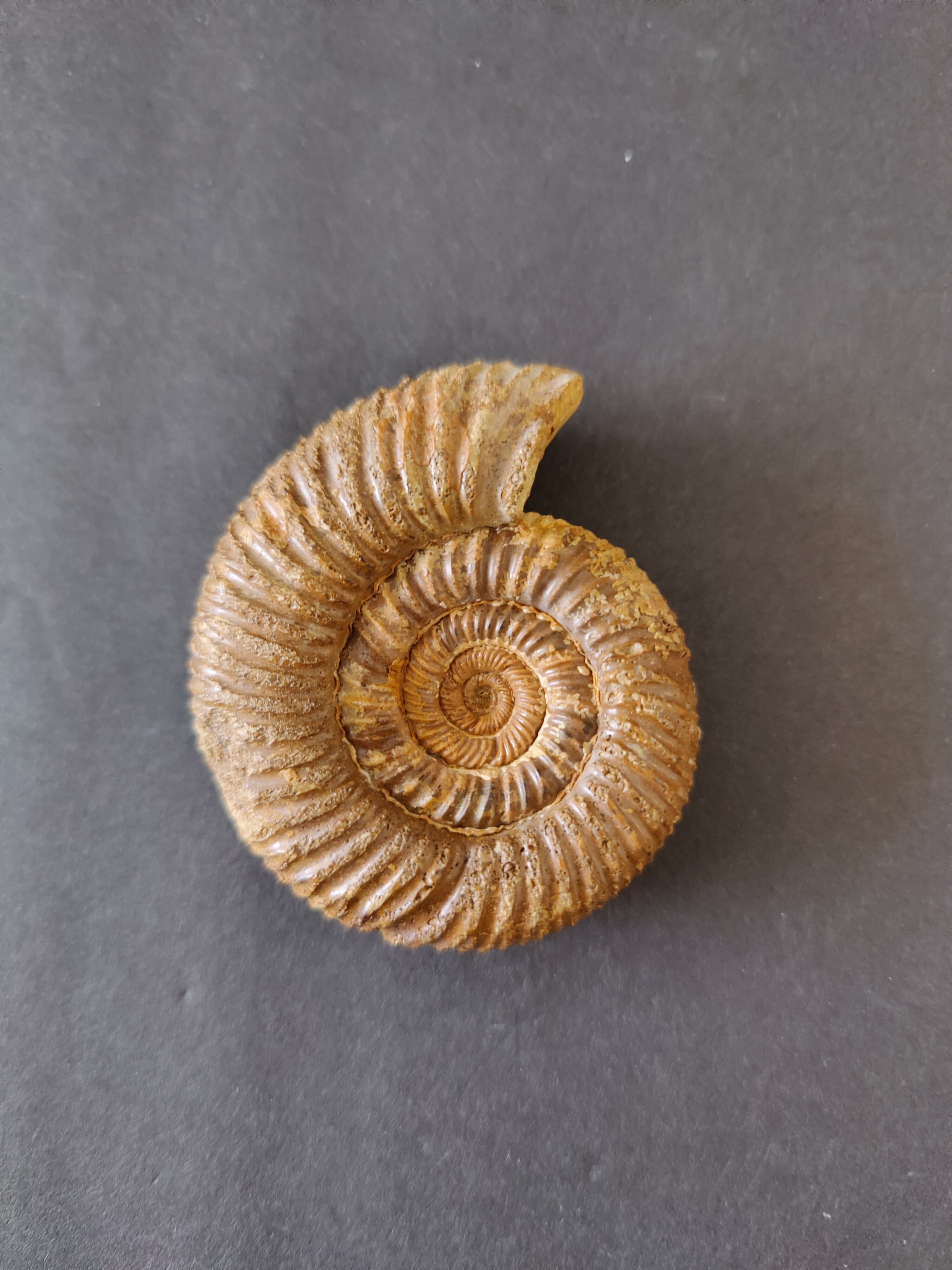 Polished Ammonite Fossil, Late Jurassic, Madagascar | Fossils | Wiccan Center