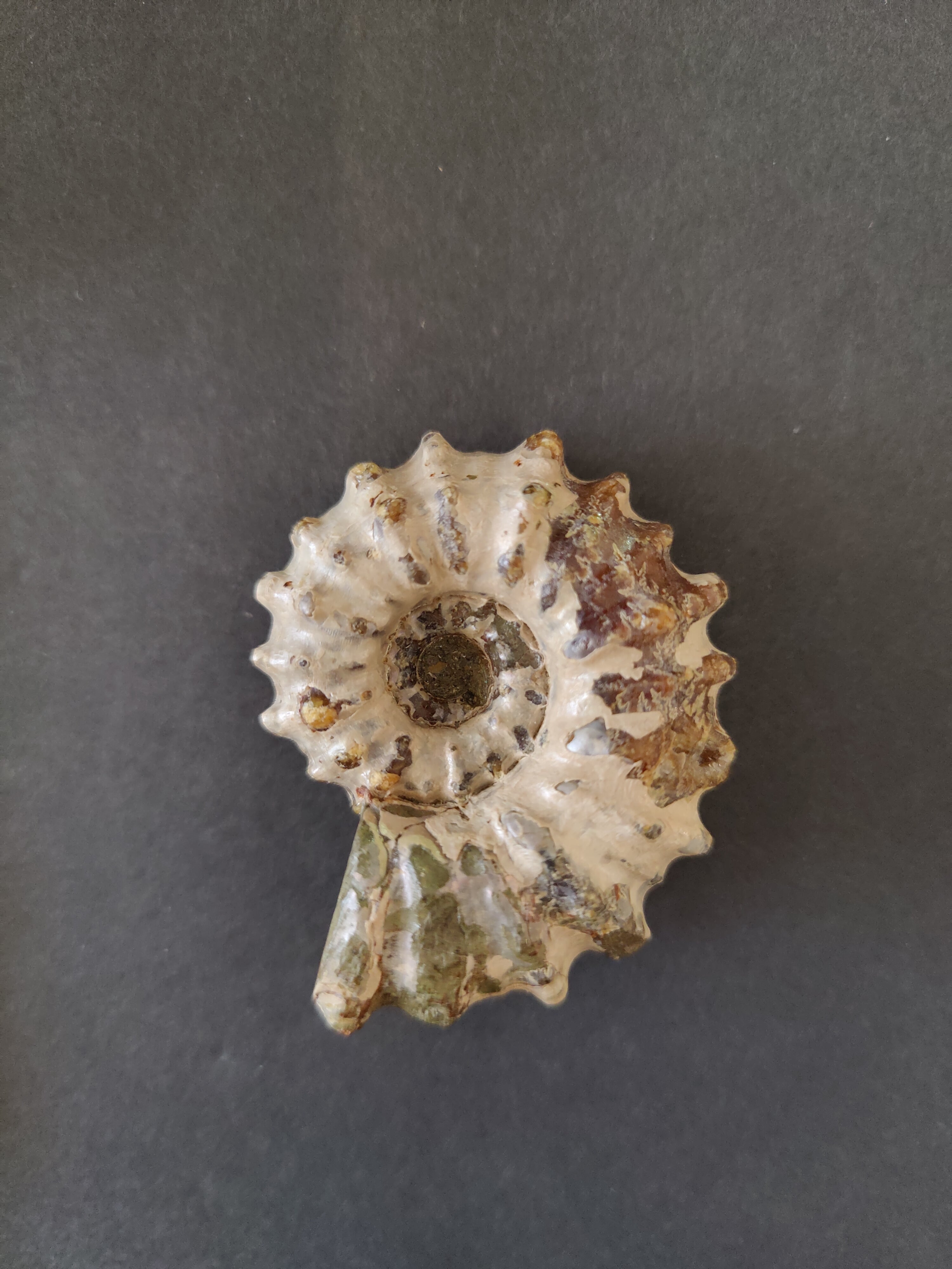 Polished Ammonite Fossil, Early Cretaceous, Madagascar | Fossils | Wiccan Center