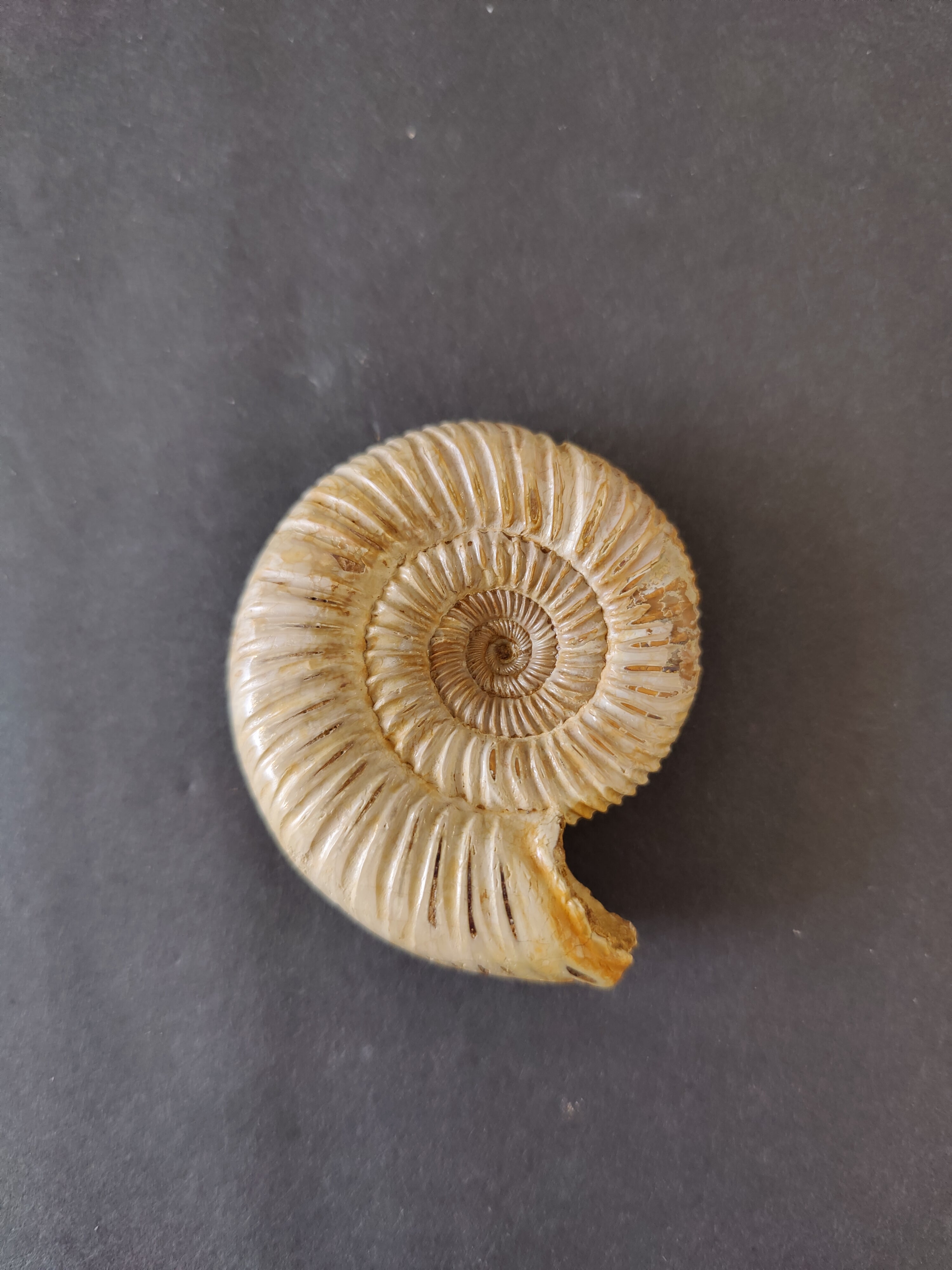 Polished Ammonite Fossil, Late Jurassic, Madagascar | Fossils | Wiccan Center