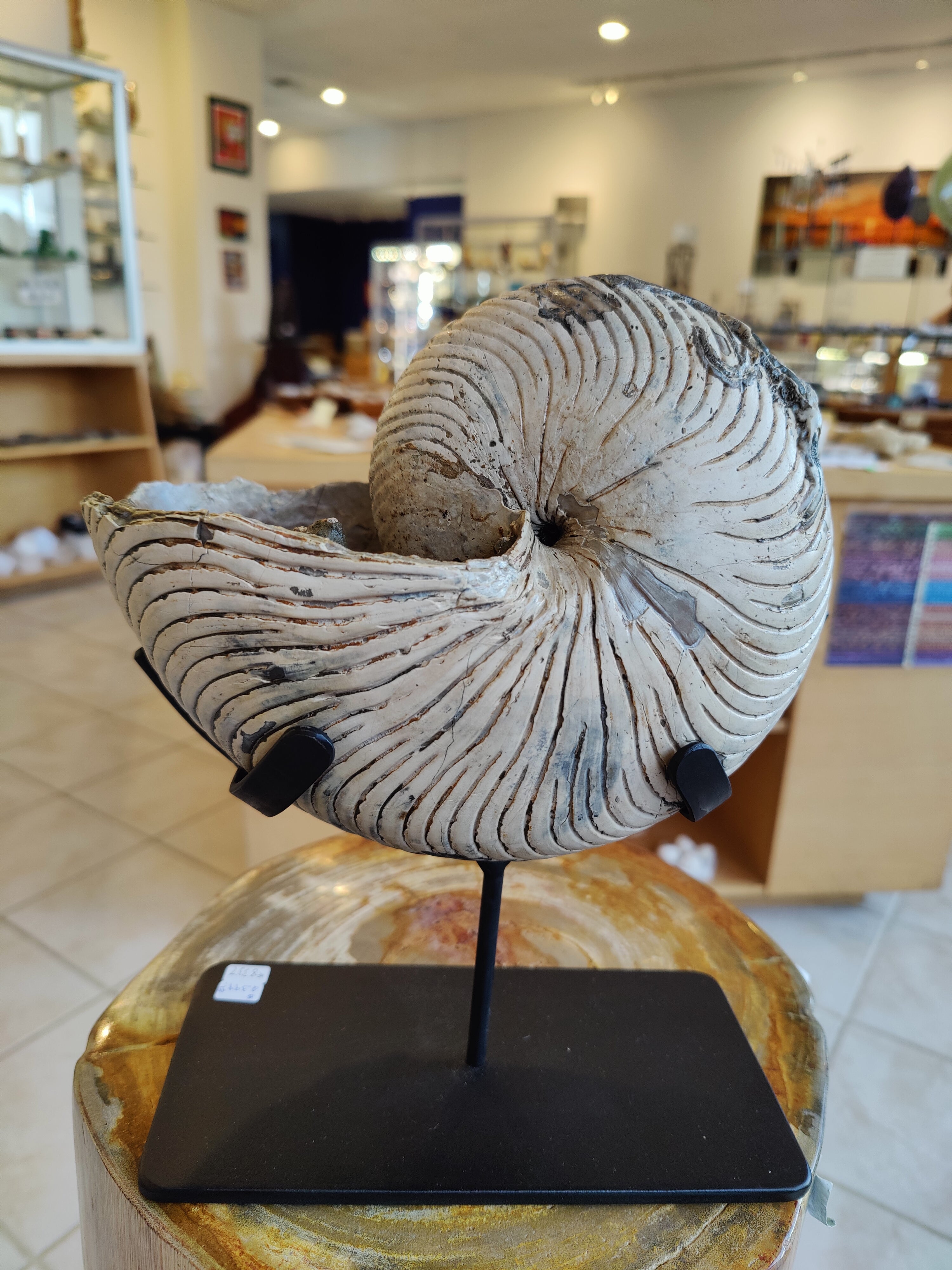 Nautiloid Fossil with Display Stand, Early Cretaceous, Madagascar | Fossils | Wiccan Center