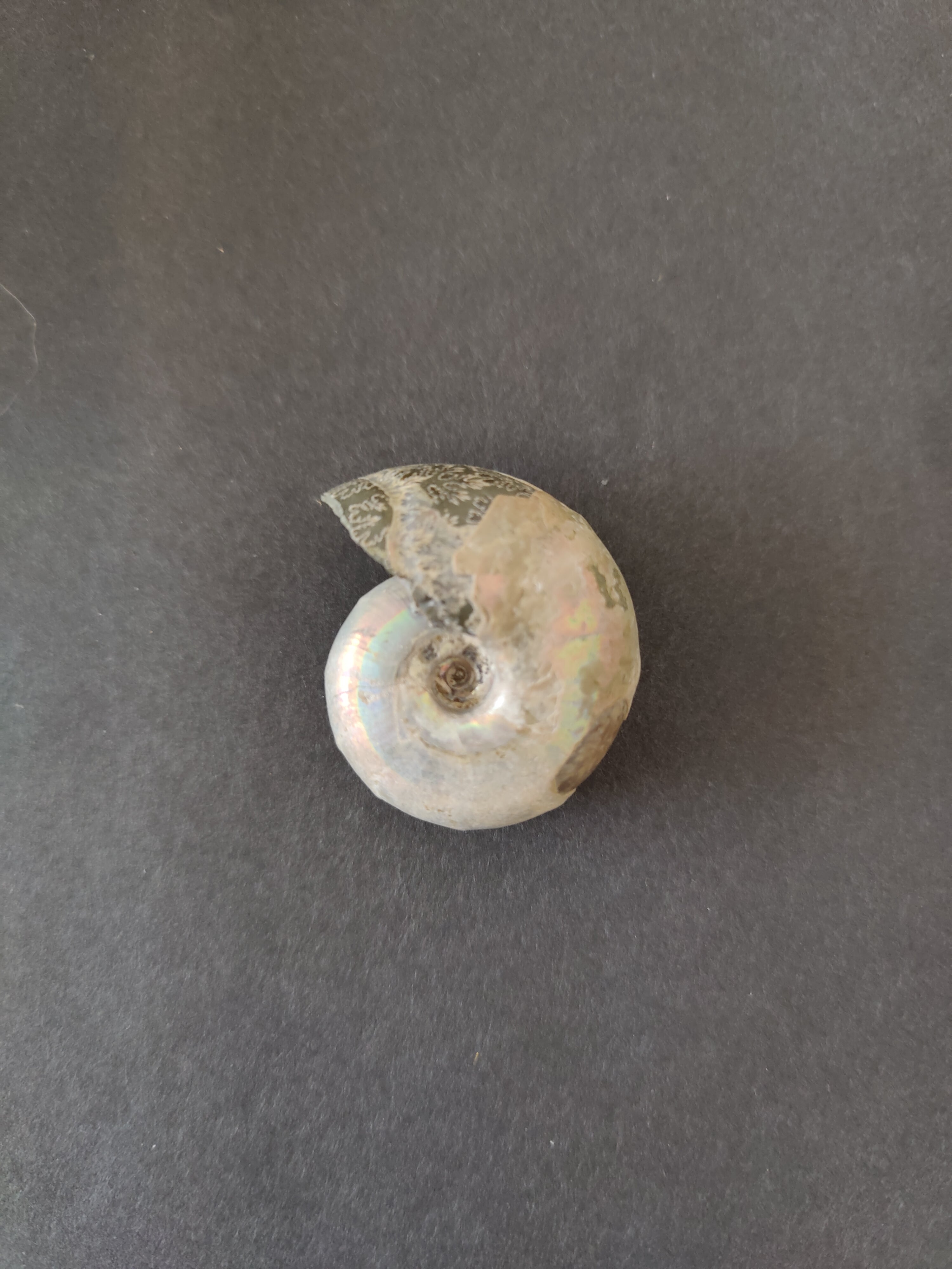 Polished Ammonite Fossil, Early Cretaceous, Madagascar | Fossils | Wiccan Center