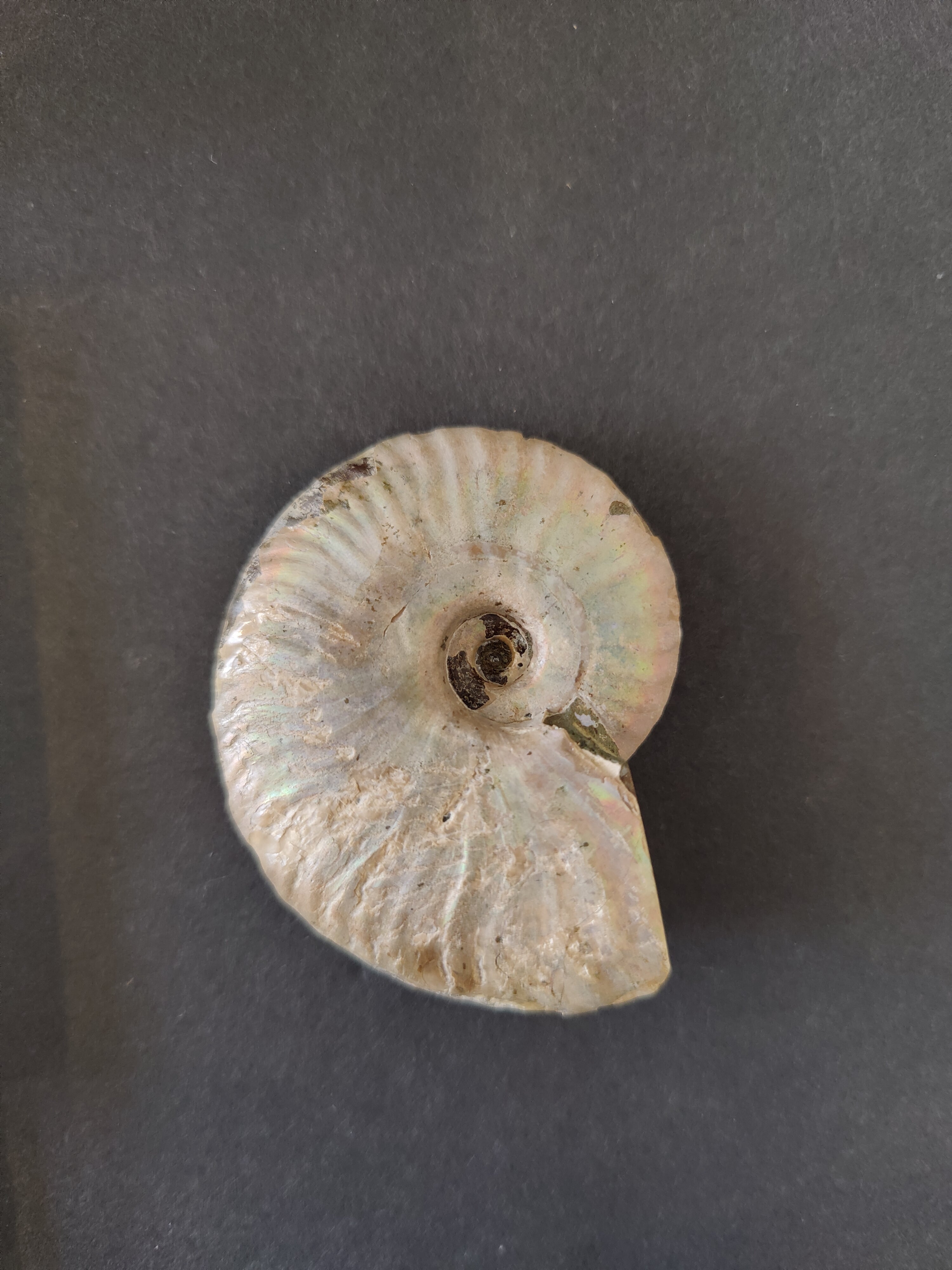 Polished Ammonite Fossil, Early Cretaceous, Madagascar | Fossils | Wiccan Center