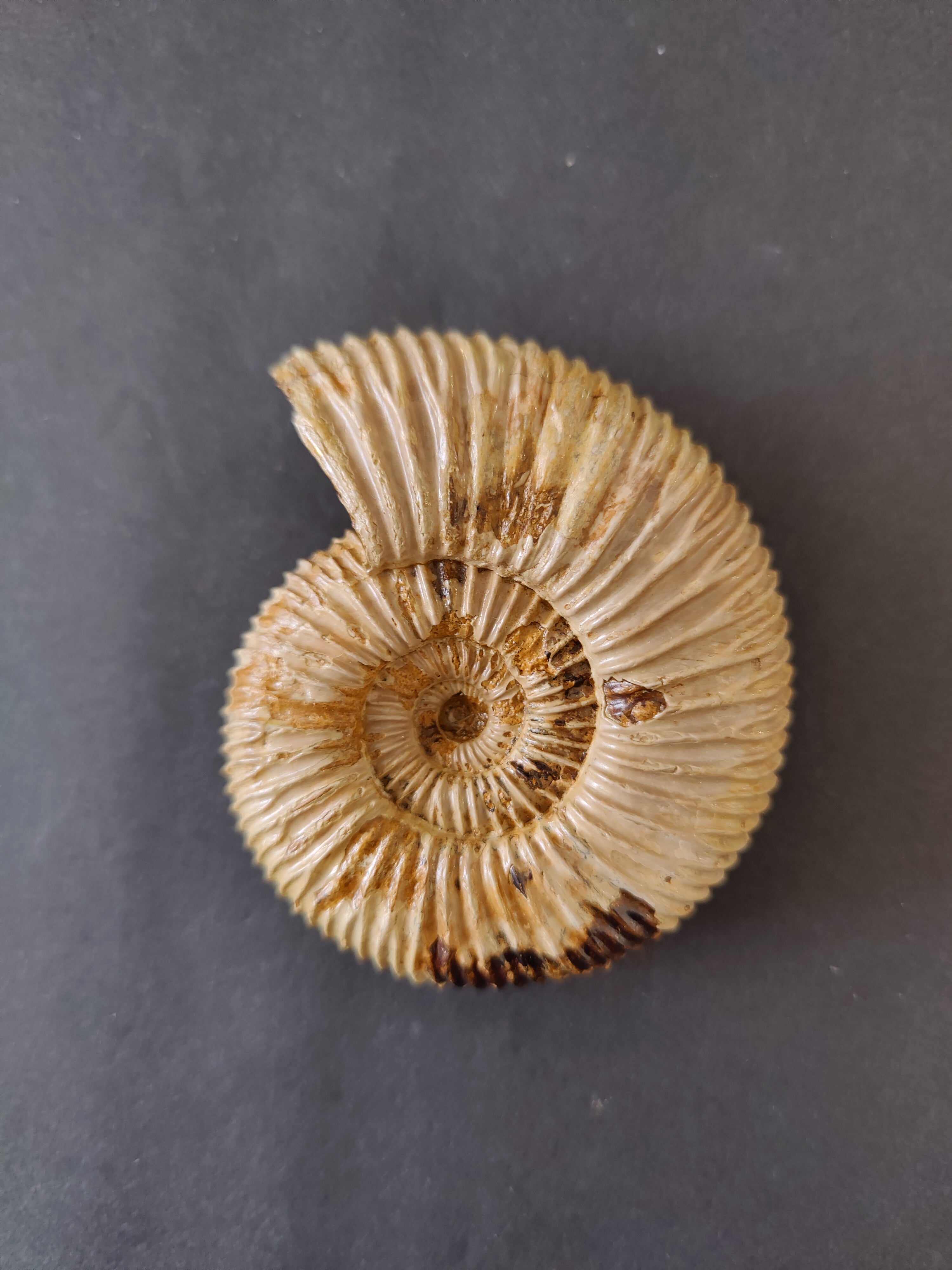 Polished Ammonite Fossil, Late Jurassic, Madagascar | Fossils | Wiccan Center