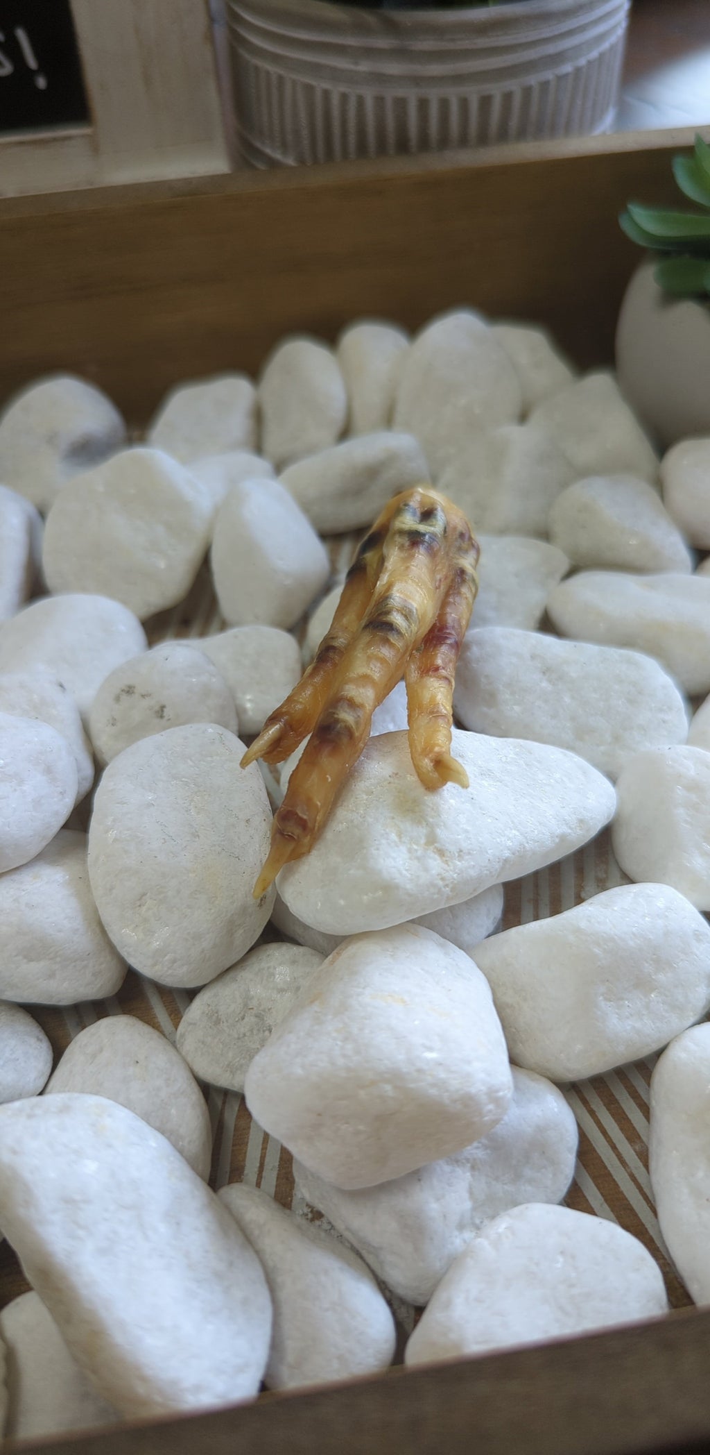 Charmed Chicken Foot( Undressed) | Charmed curio | Wiccan Center