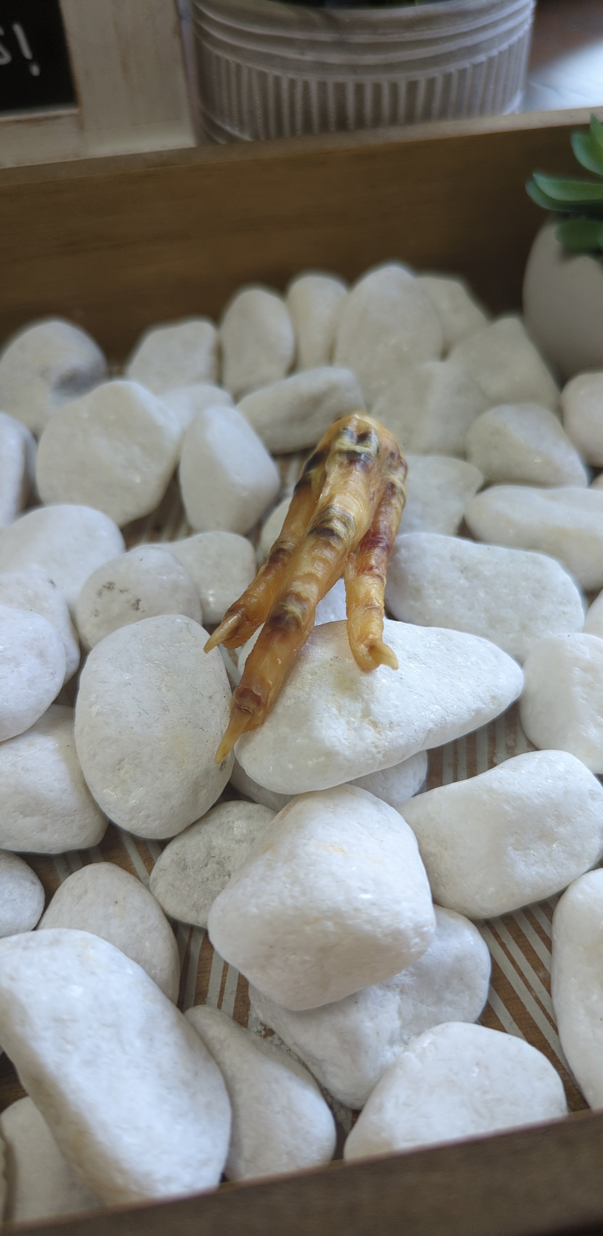 Charmed Chicken Foot( Undressed) | Charmed curio | Wiccan Center