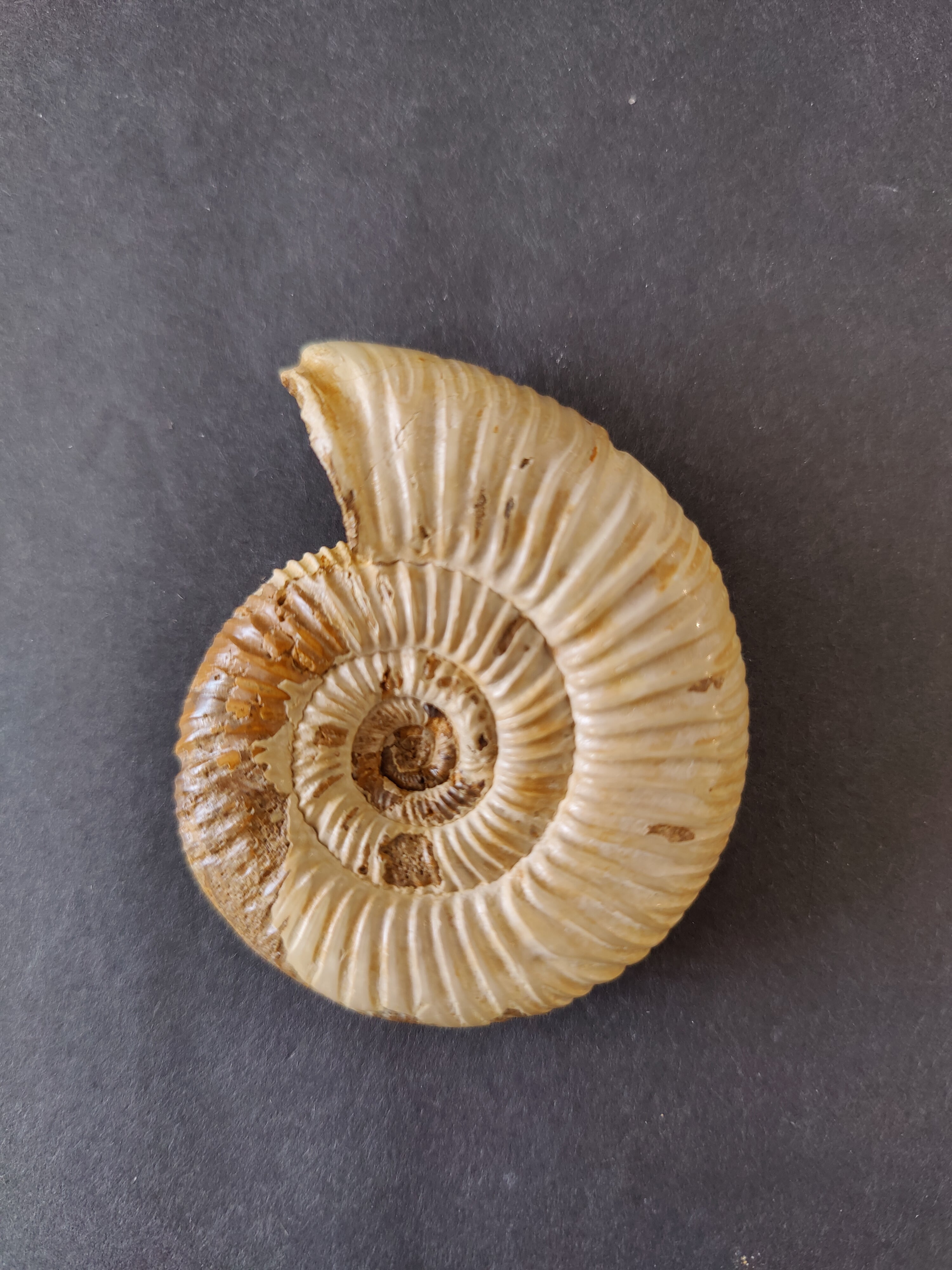 Polished Ammonite Fossil, Late Jurassic, Madagascar | Fossils | Wiccan Center