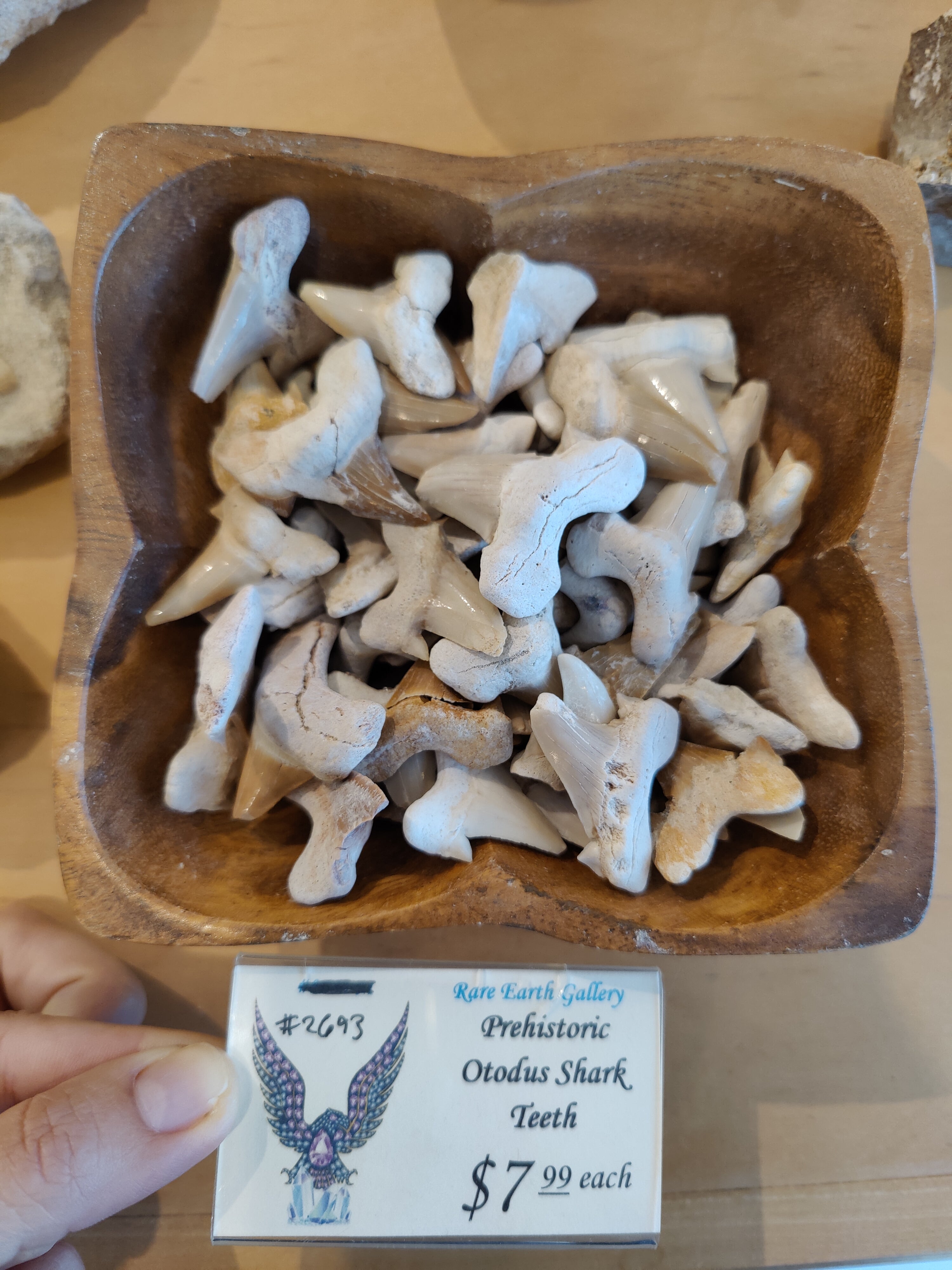 Otodus Shark Tooth SM | Fossils | Wiccan Center
