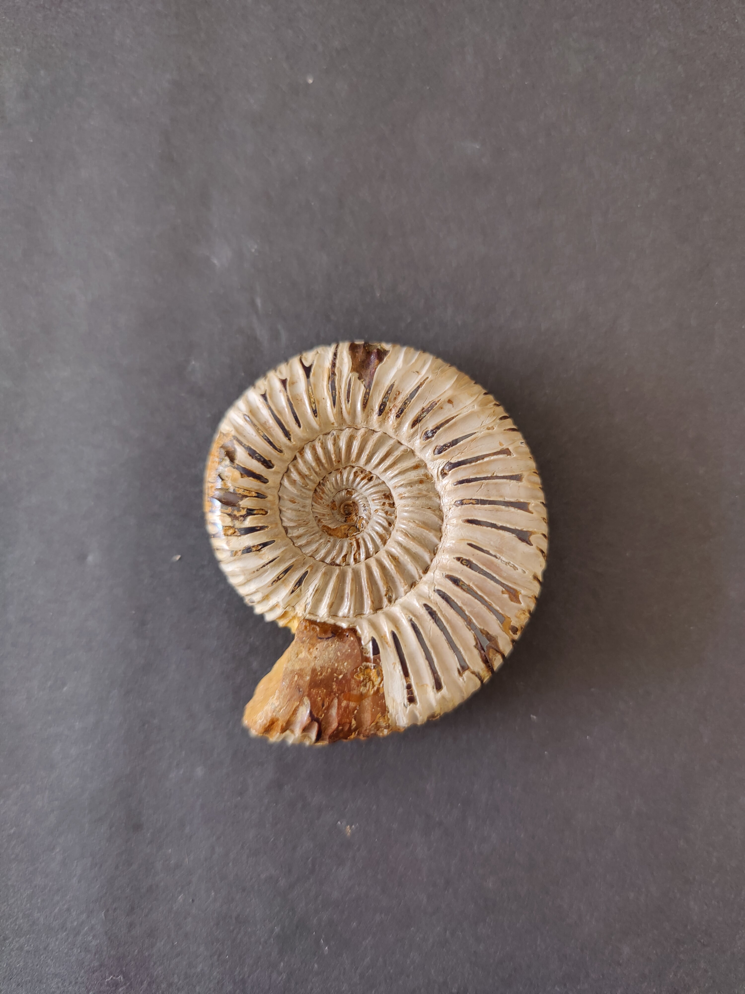 Polished Ammonite Fossil, Late Jurassic, Madagascar | Fossils | Wiccan Center