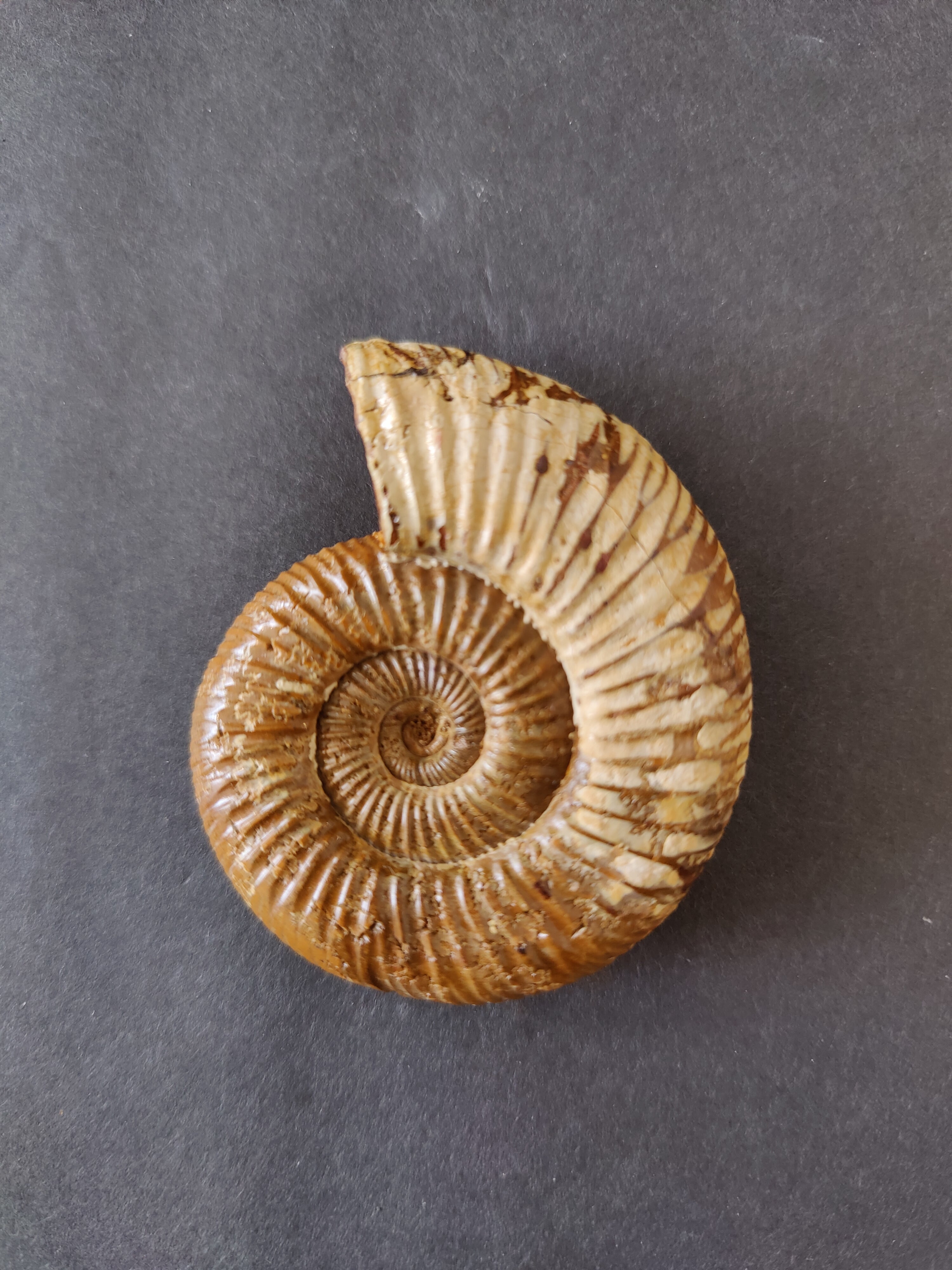 Polished Ammonite Fossil, Late Jurassic, Madagascar | Fossils | Wiccan Center