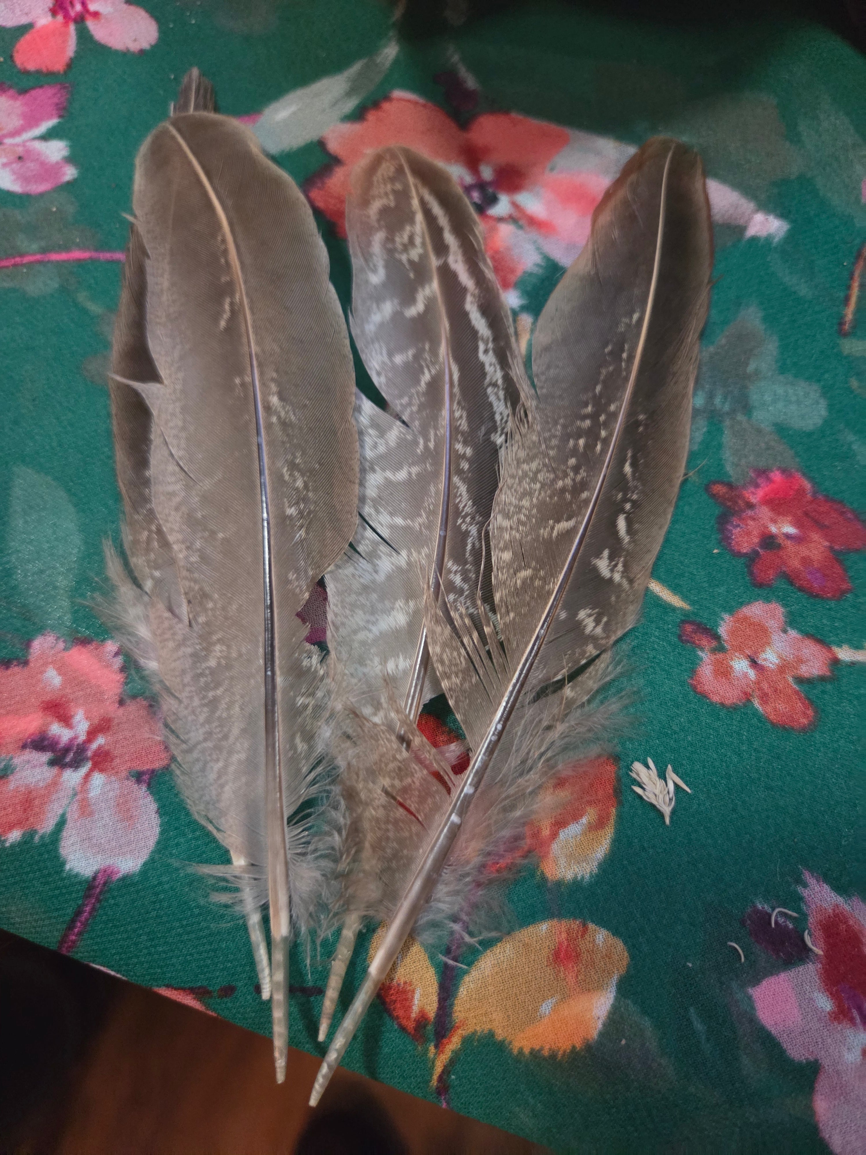 4–5” Real Turkey Smudge Feather – Natural Cleansing & Ritual Tool | | Wiccan Center