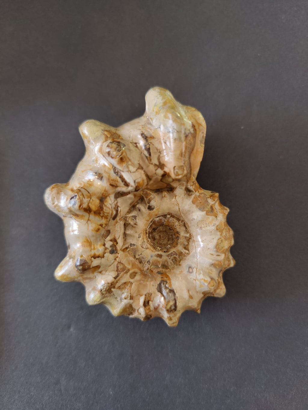 Polished Ammonite Fossil, Early Cretaceous, Madagascar | Fossils | Wiccan Center