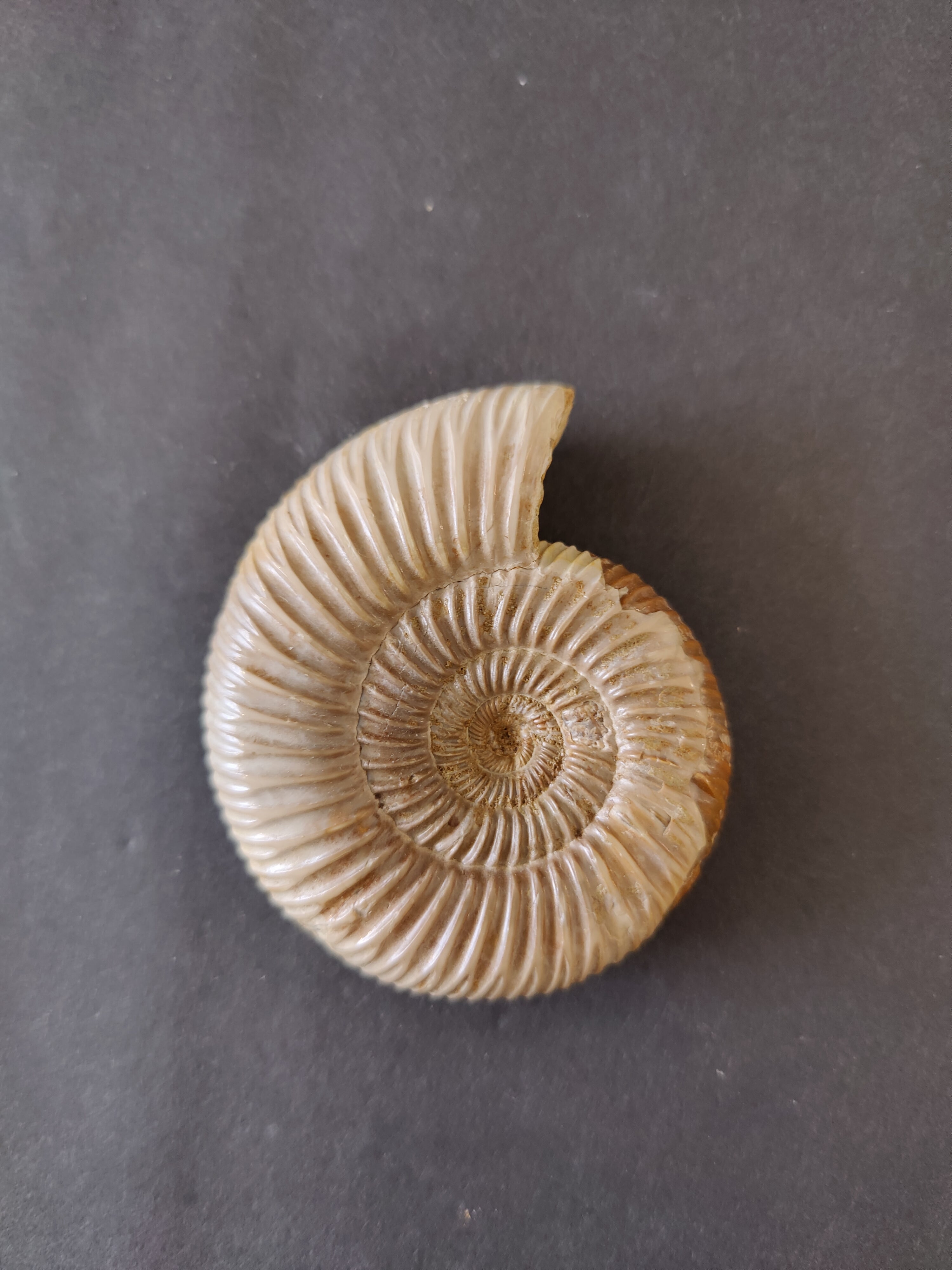 Polished Ammonite Fossil, Late Jurassic, Madagascar | Fossils | Wiccan Center