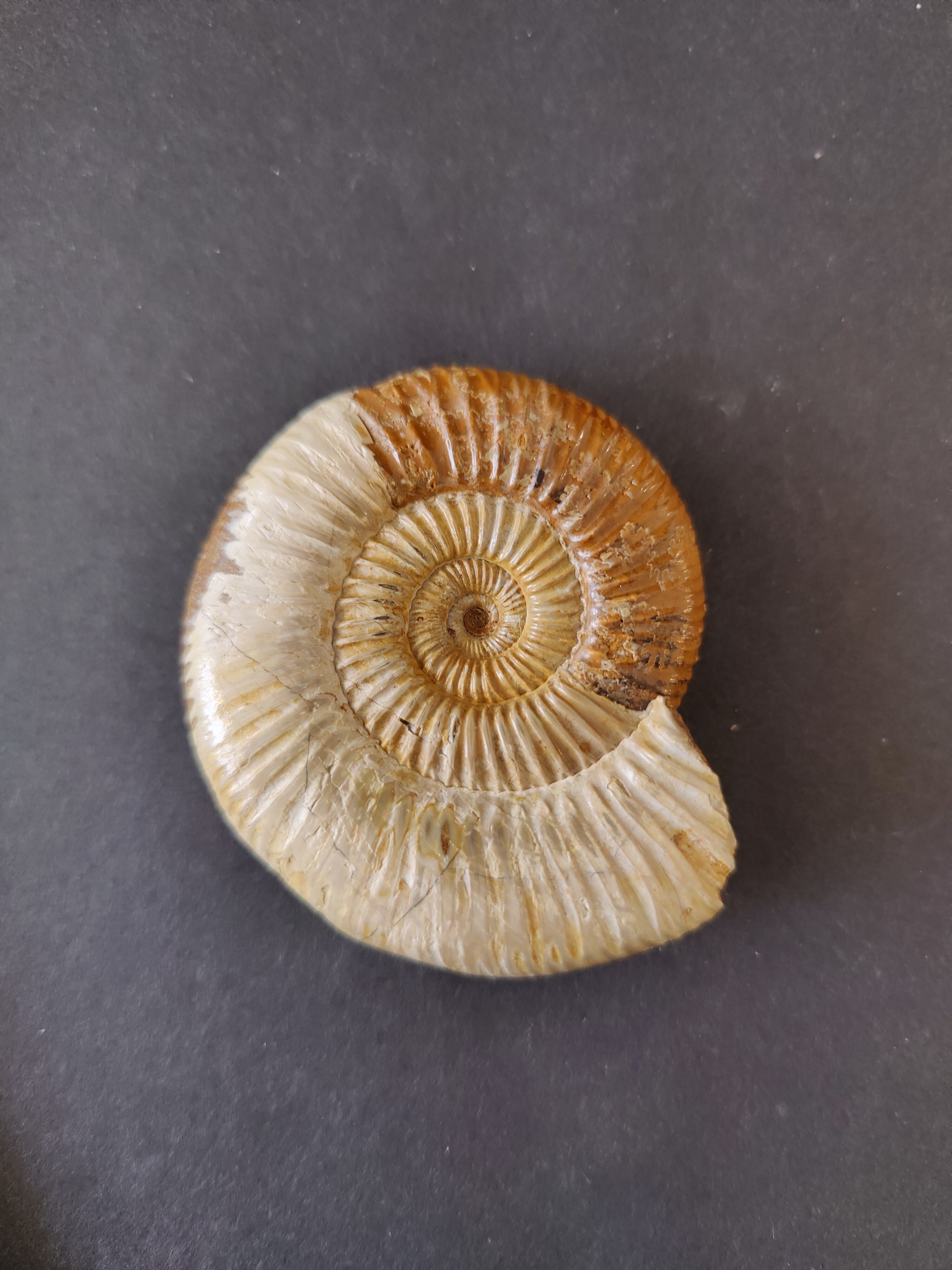 Polished Ammonite Fossil, Late Jurassic, Madagascar | Fossils | Wiccan Center