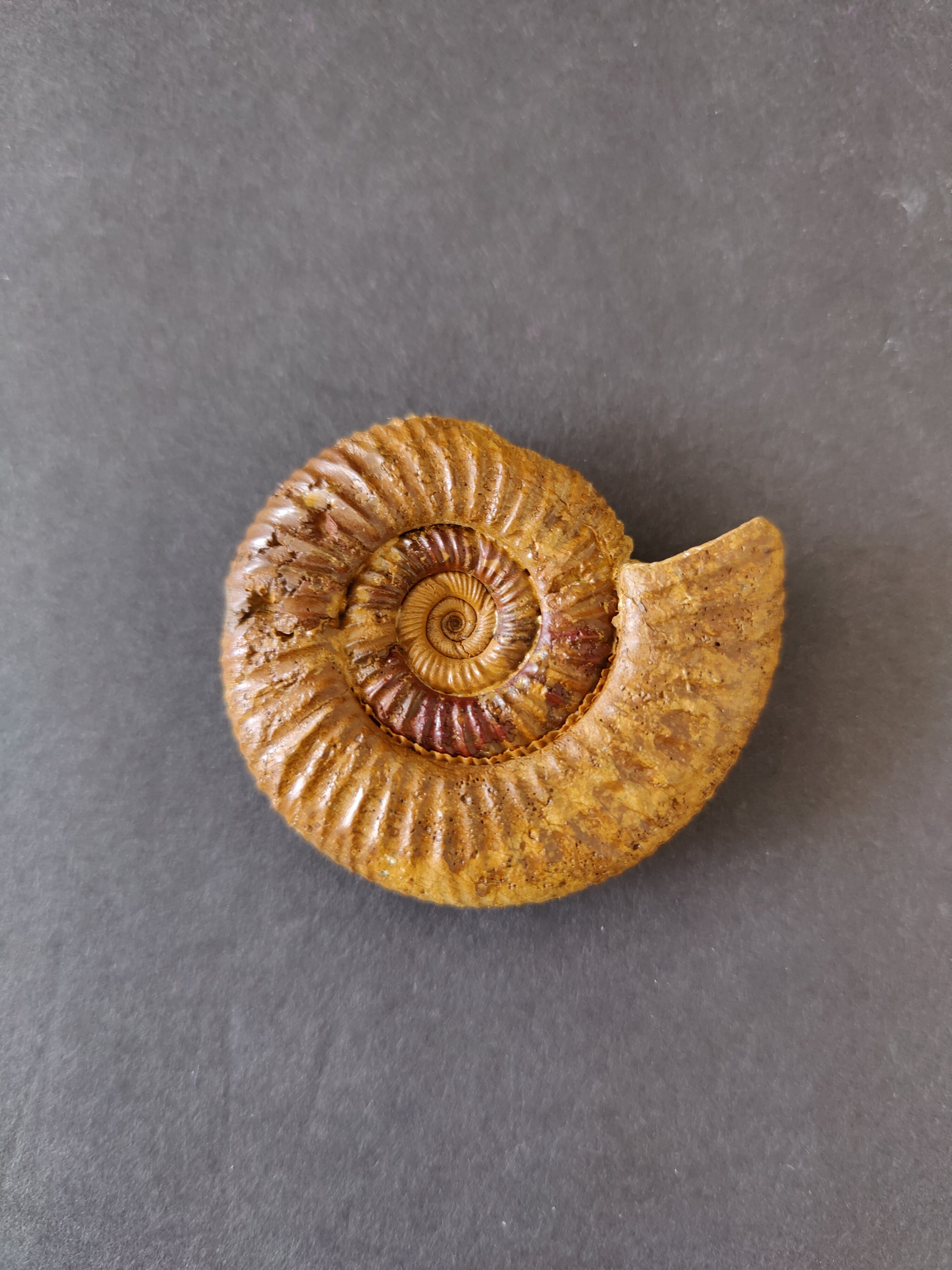 Polished Ammonite Fossil, Late Jurassic, Madagascar | Fossils | Wiccan Center