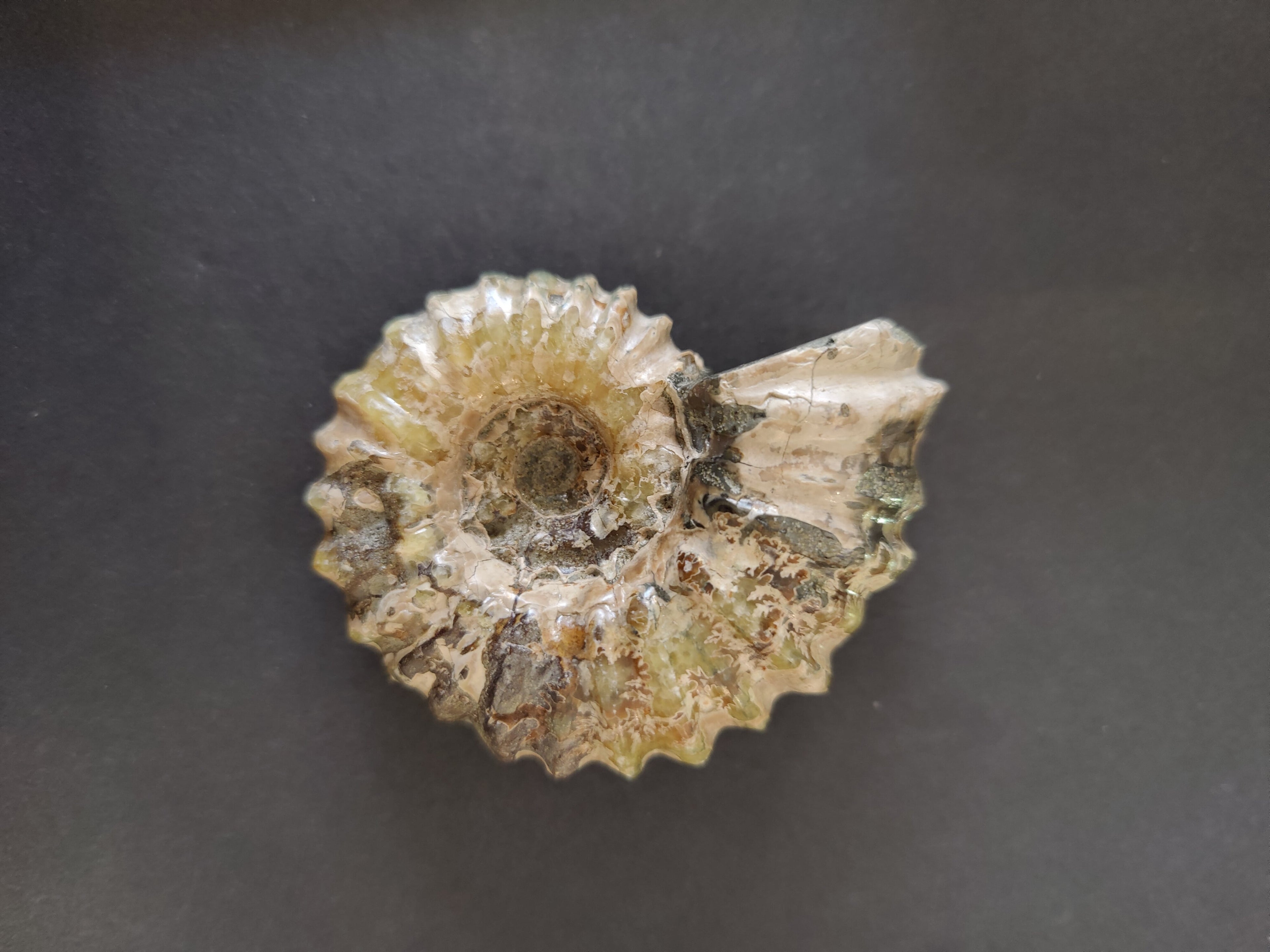 Polished Ammonite Fossil, Early Cretaceous, Madagascar | Fossils | Wiccan Center