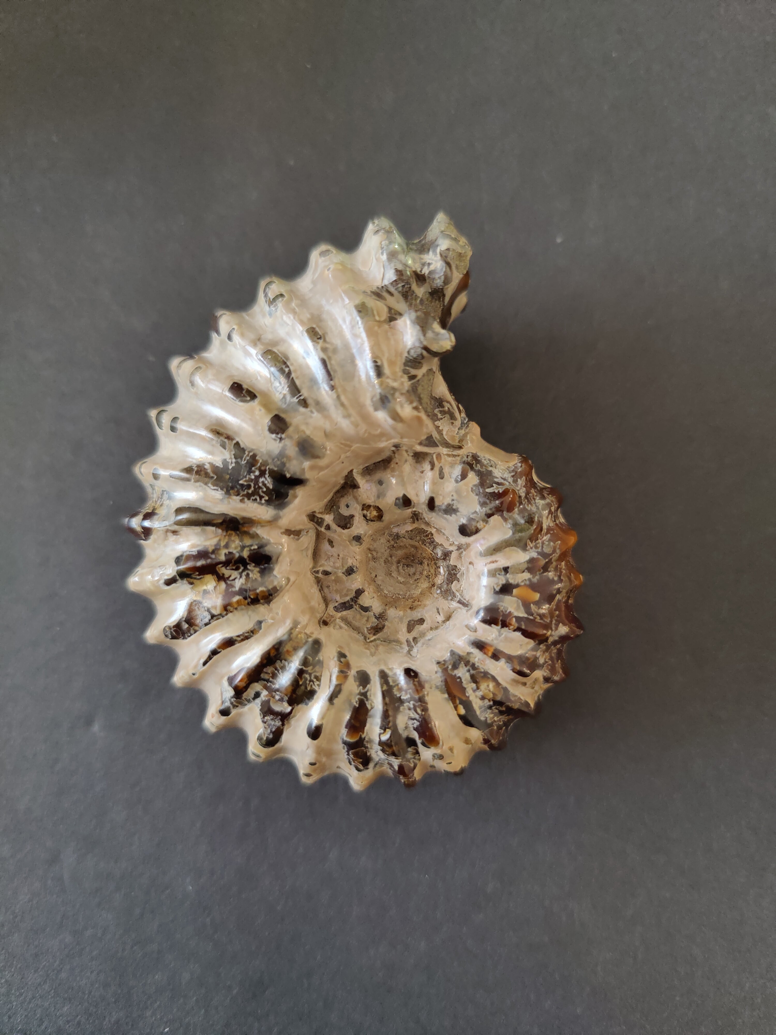 Polished Ammonite Fossil, Early Cretaceous, Madagascar | Fossils | Wiccan Center