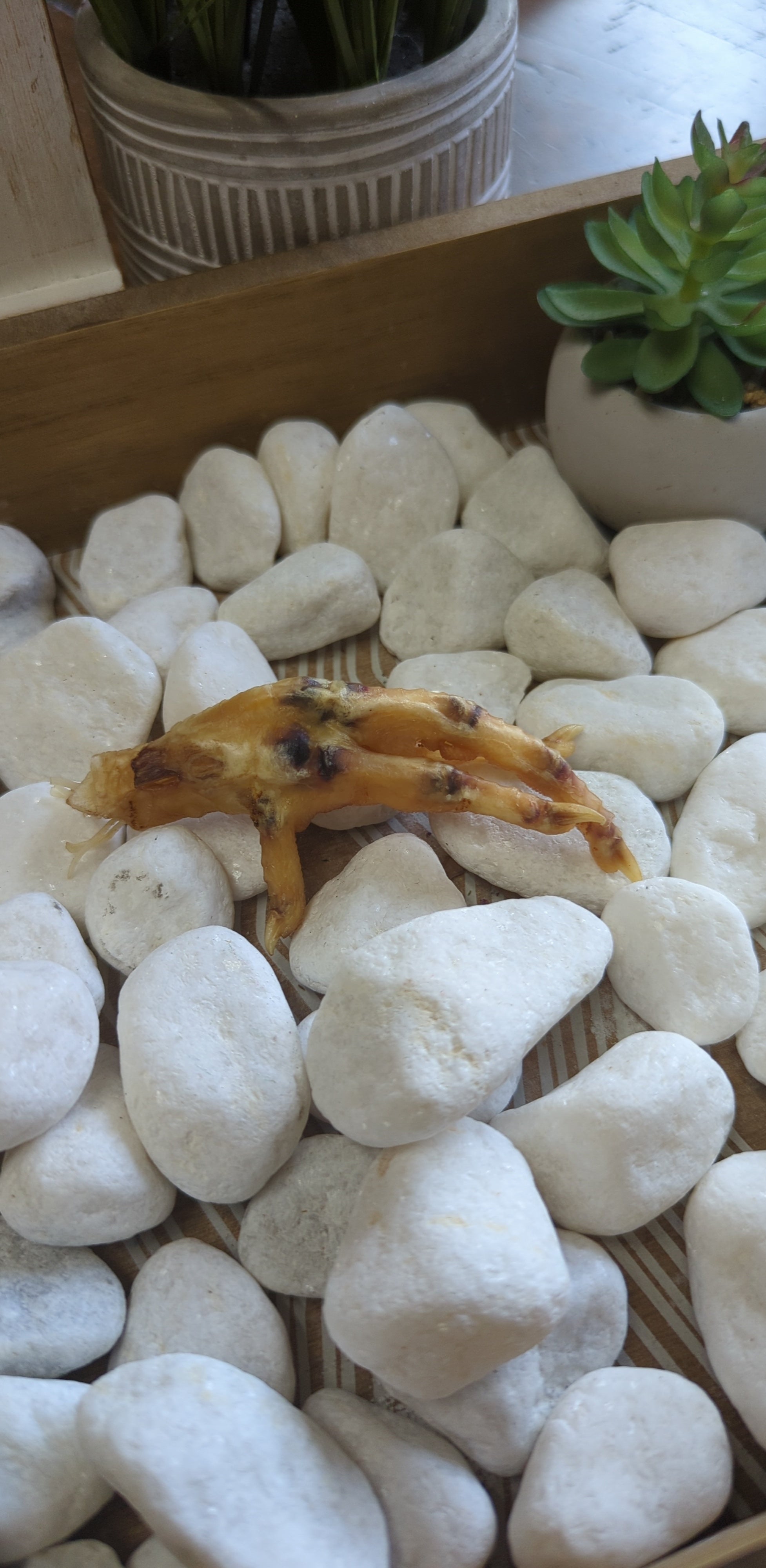 Charmed Chicken Foot( Undressed) | Charmed curio | Wiccan Center