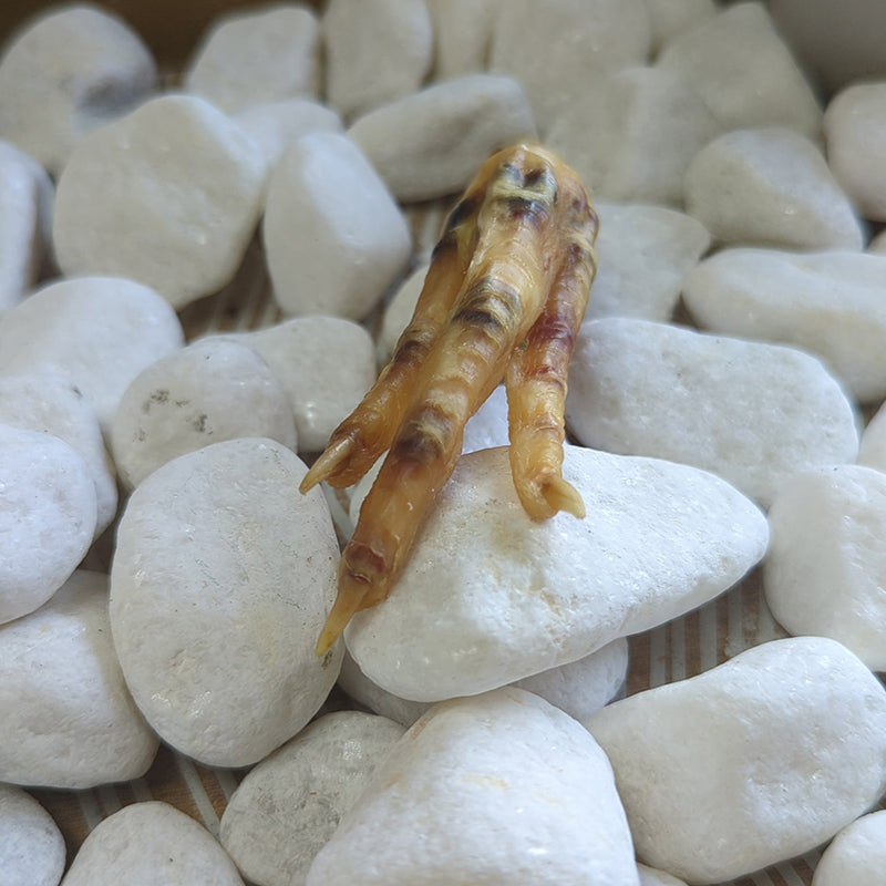 Charmed Chicken Foot( Undressed) | Charmed curio | Wiccan Center