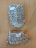 Stingray Mouth Plate Fossil LG | Fossils | Wiccan Center