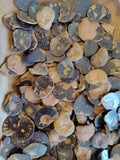 Polished Ammonite Slice | Lapidary | Wiccan Center