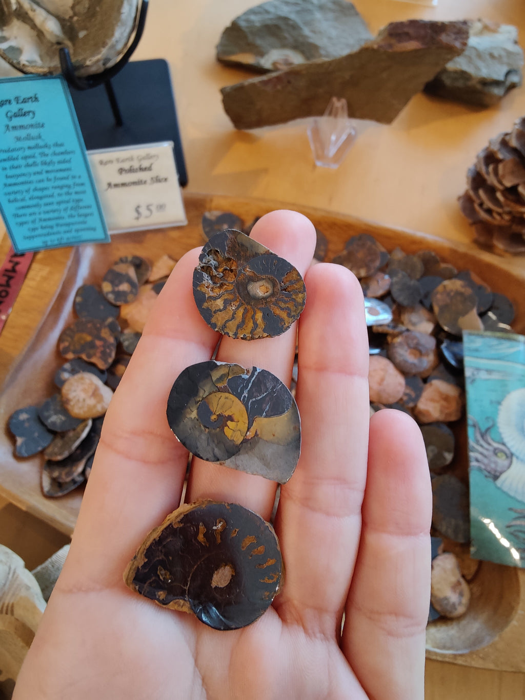Polished Ammonite Slice | Lapidary | Wiccan Center