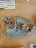 Rough Gastropod Large | Fossils | Wiccan Center