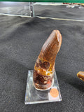 Spinosaurus Tooth (LG) | Fossils | Wiccan Center