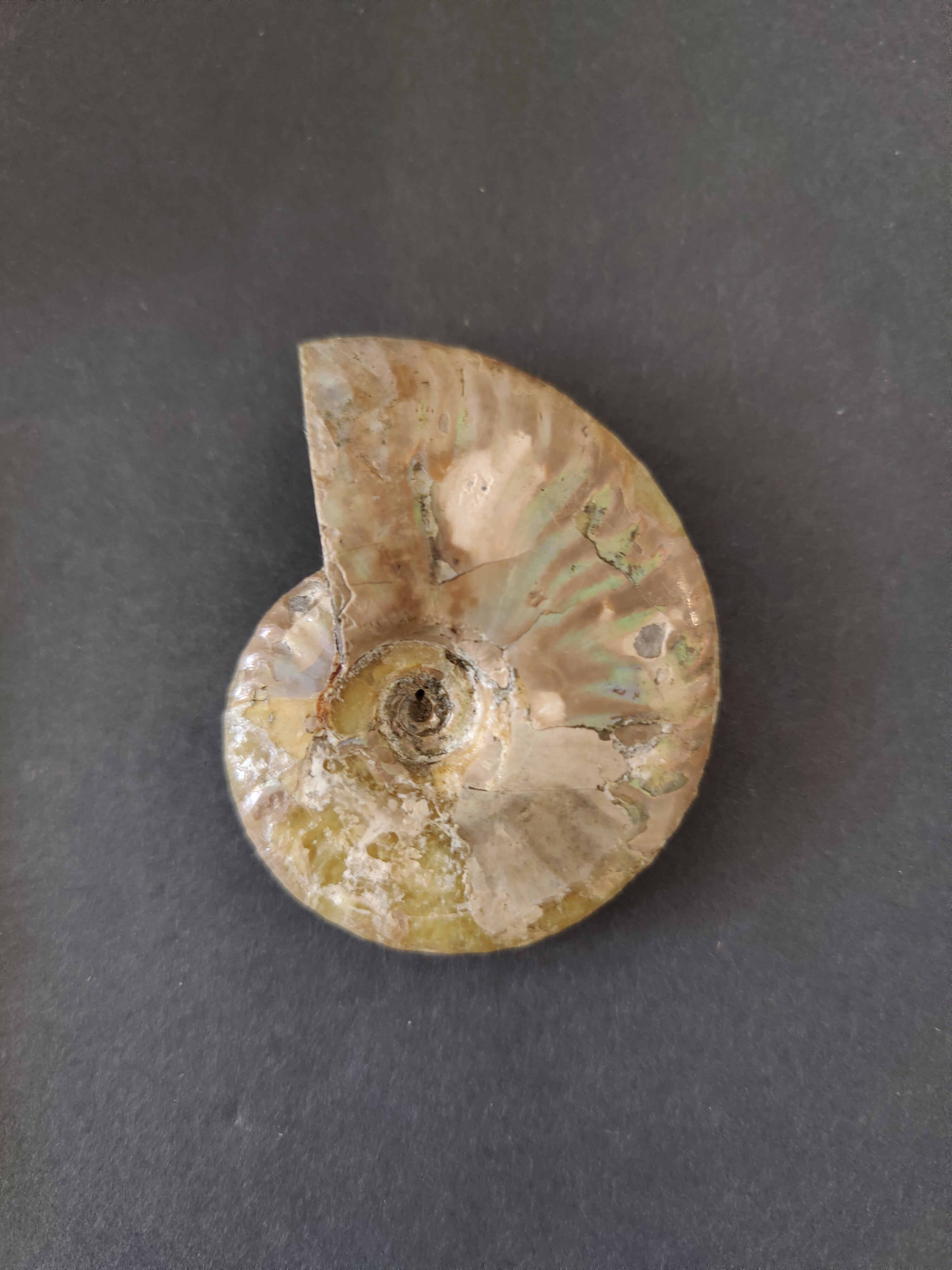 Polished Ammonite Fossil, Early Cretaceous, Madagascar | Fossils | Wiccan Center
