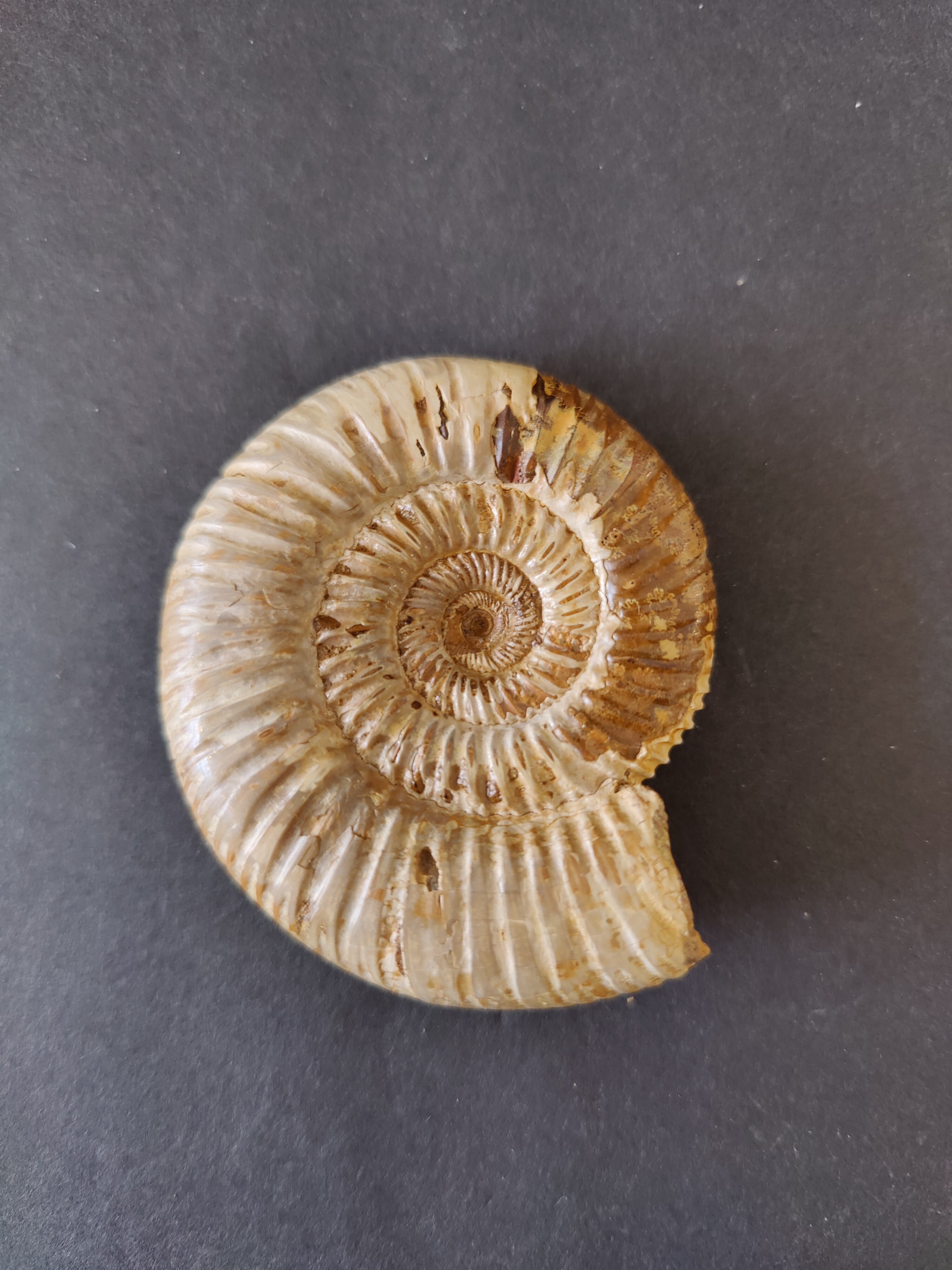 Polished Ammonite Fossil, Late Jurassic, Madagascar | Fossils | Wiccan Center