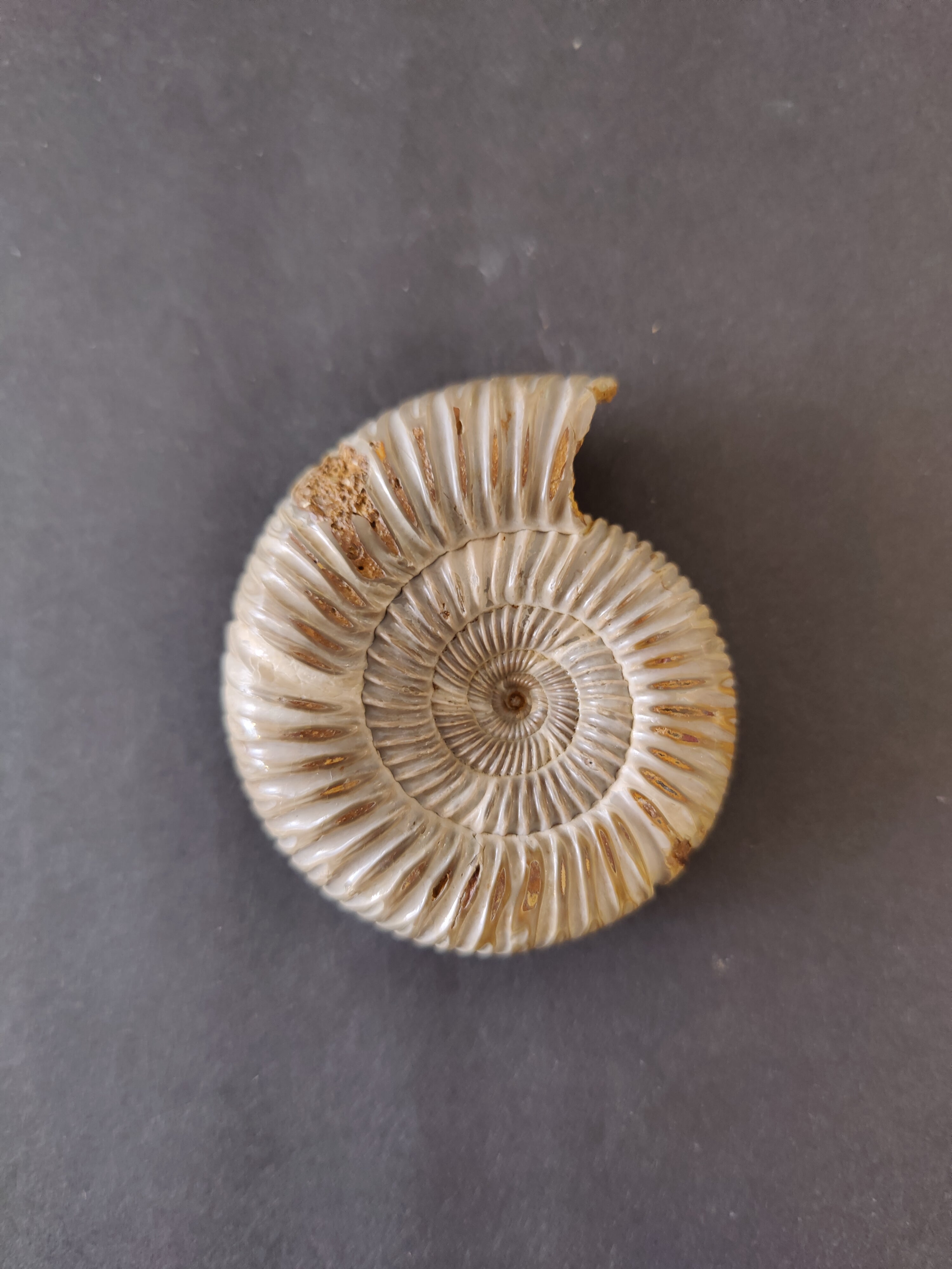 Polished Ammonite Fossil, Late Jurassic, Madagascar | Fossils | Wiccan Center